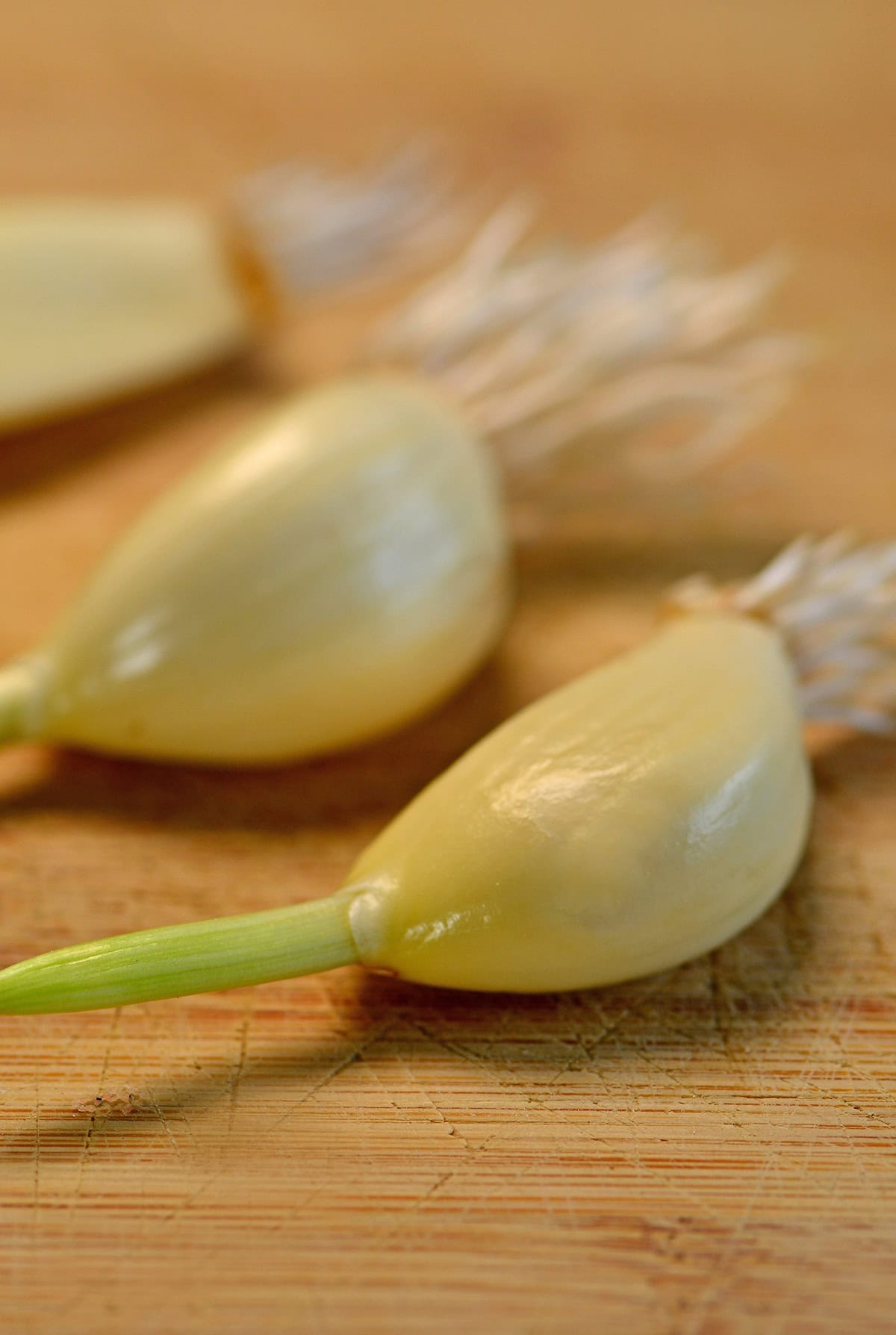 Propagation From Green Garlic or Sprouted Cloves