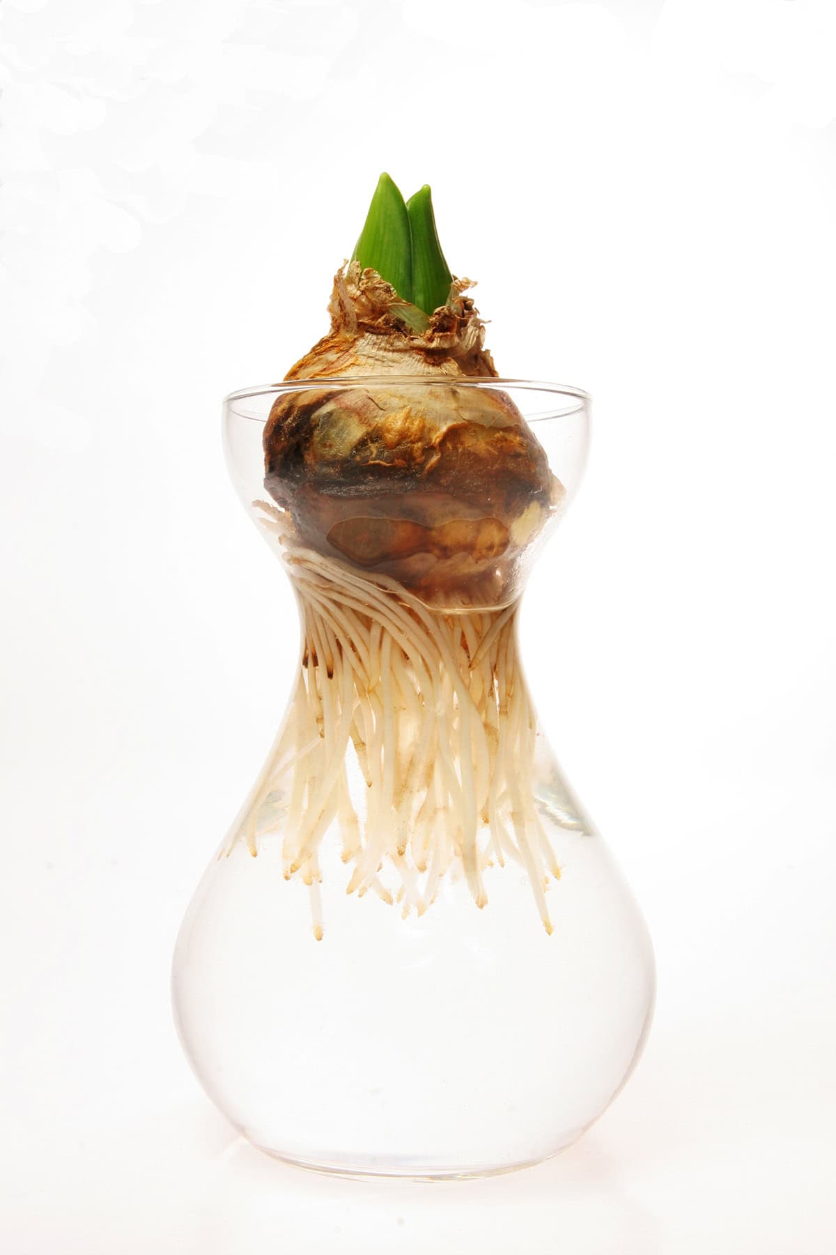 Propagation Hyacinth