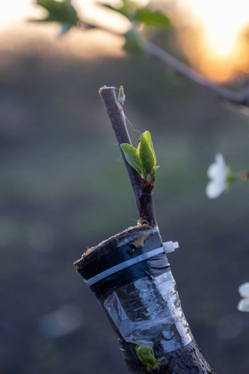 How to Grow and Care For Plum Trees - Plantglossary