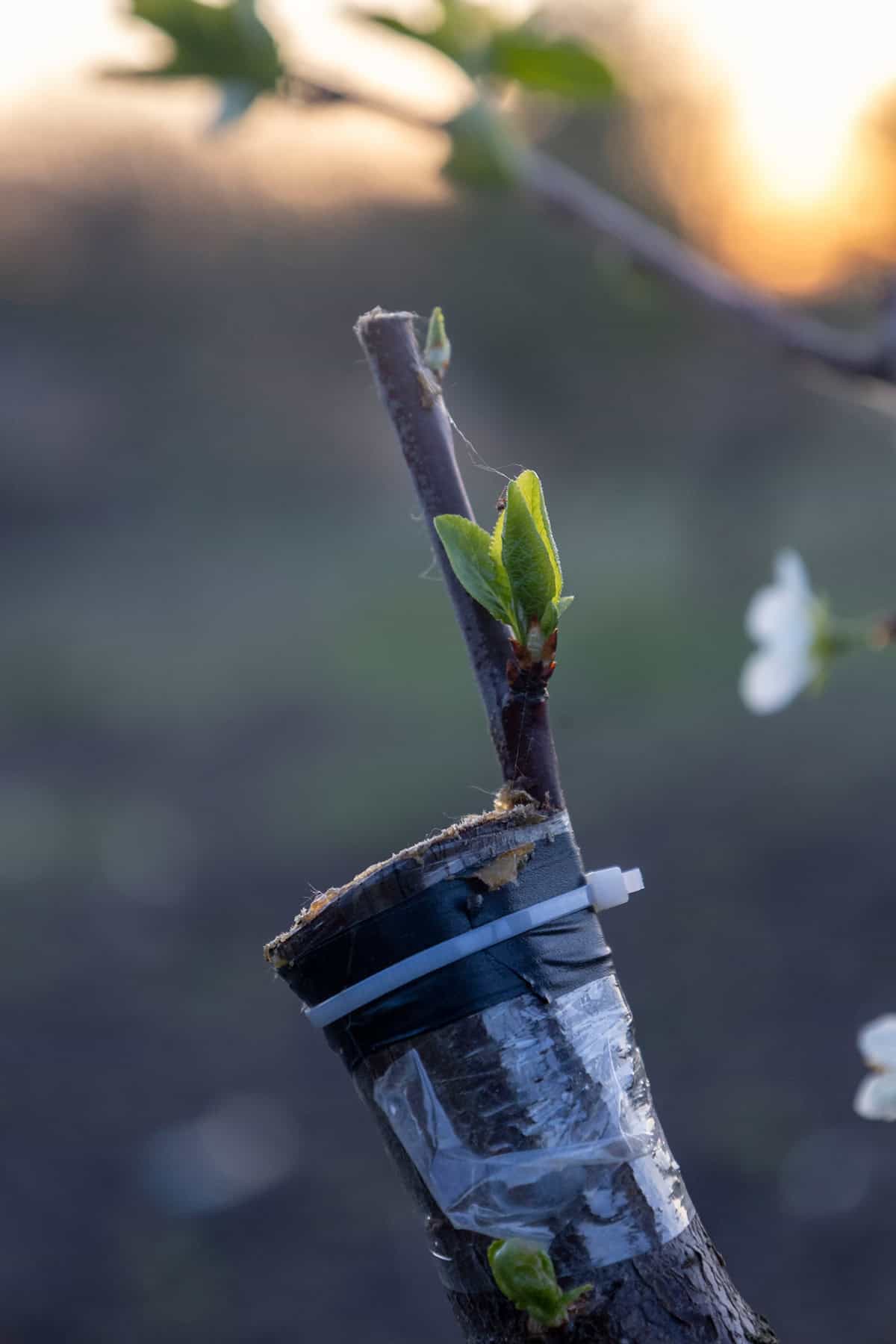 Propagation Plum Trees