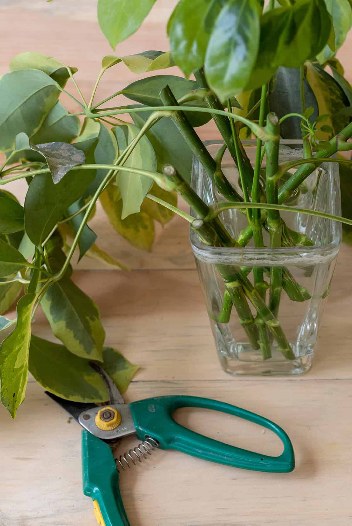 Propagation Schefflera