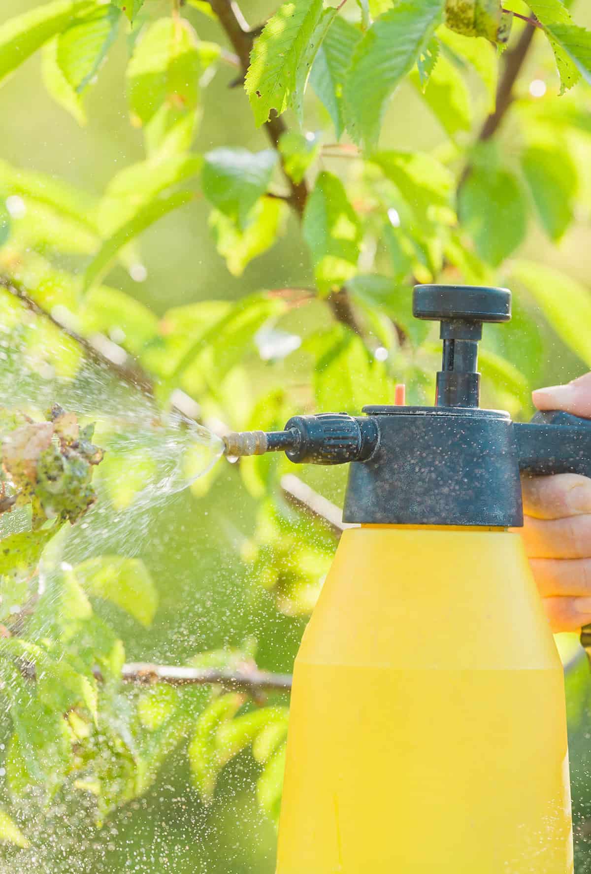 Protecting Trees from Pests and Disease