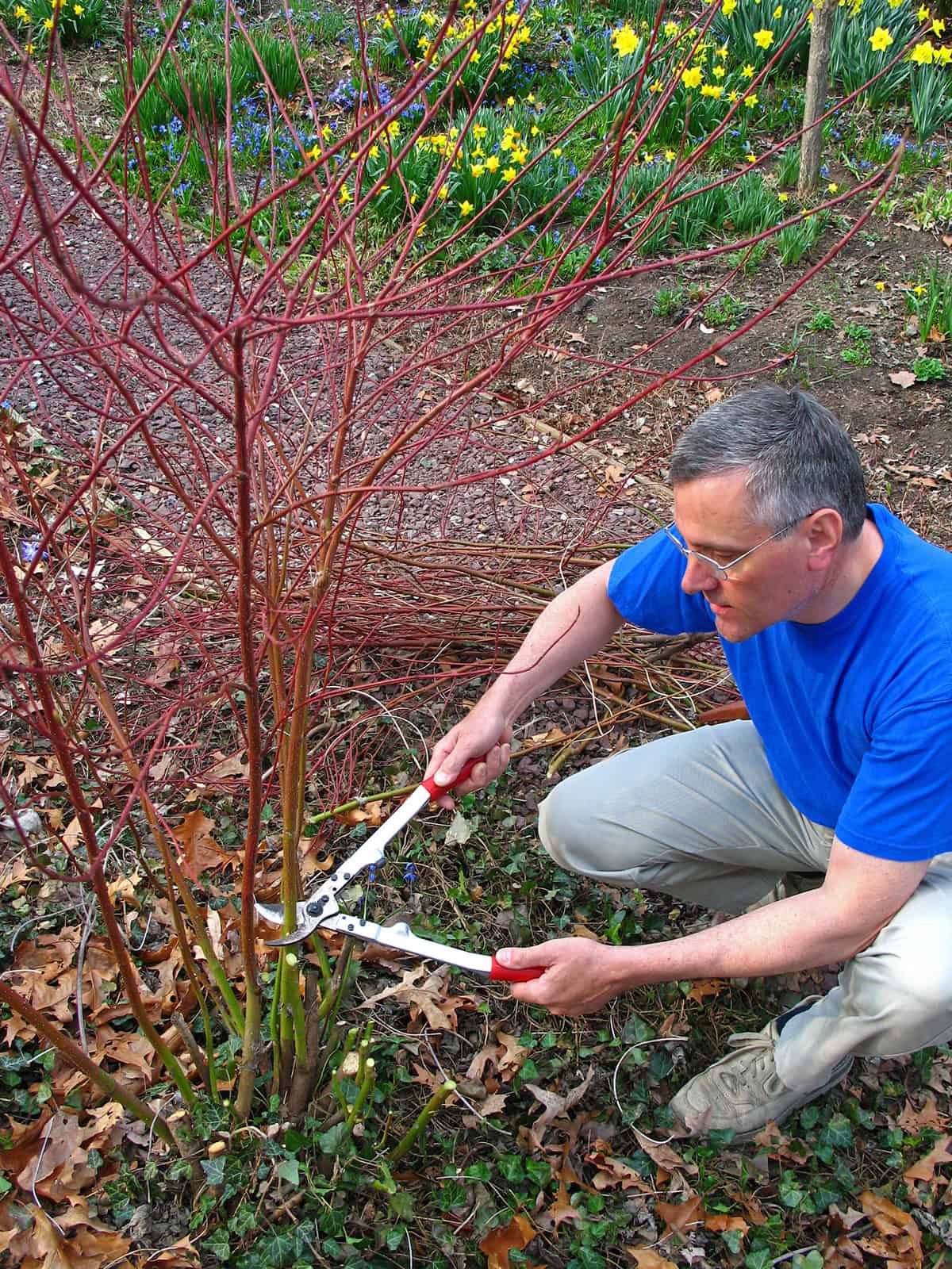 Pruning Red Twig Dogwood