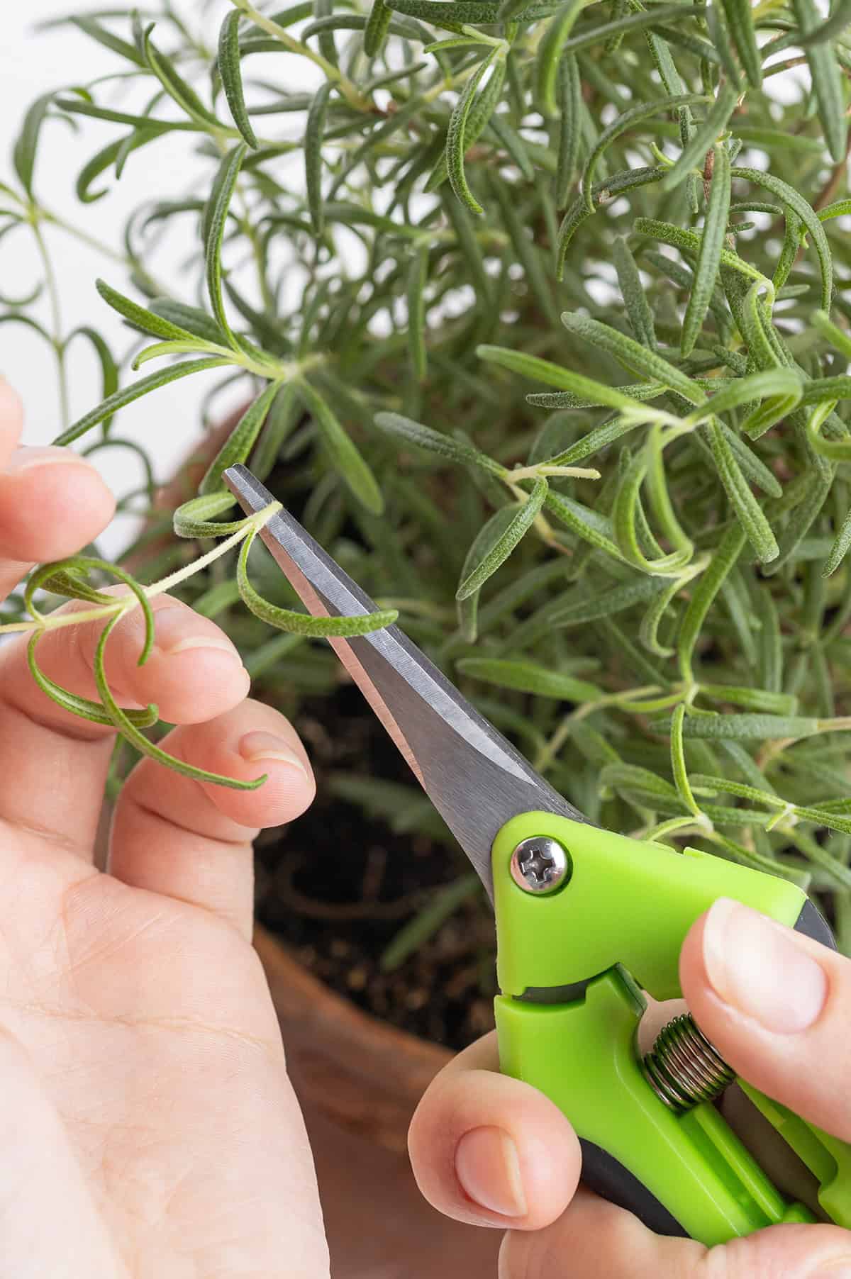 Pruning To Encourage Growth