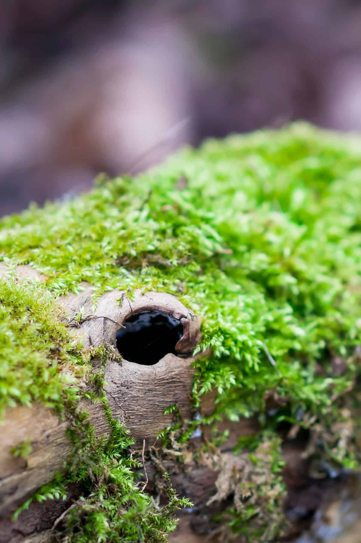 Red Stemmed Feather Moss (Pleurozium schreberi)