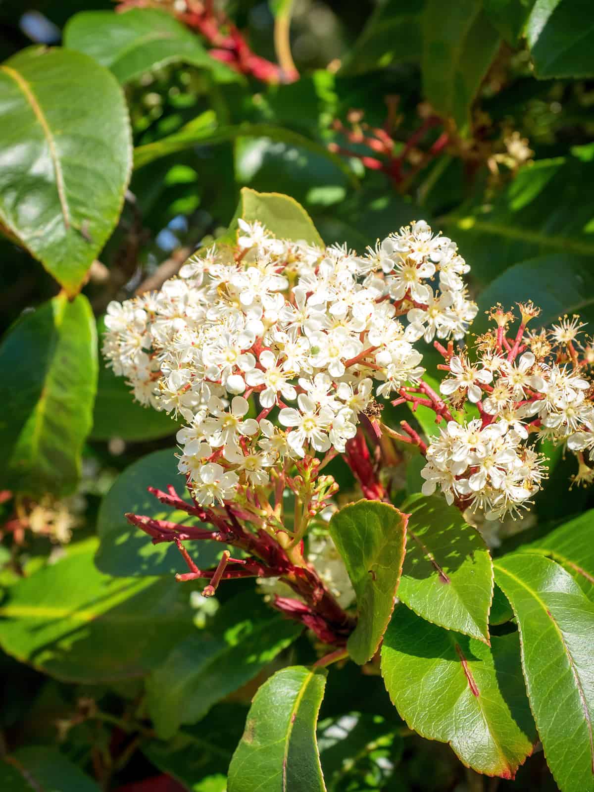 Red Tip Photinia (Photinia × fraseri)