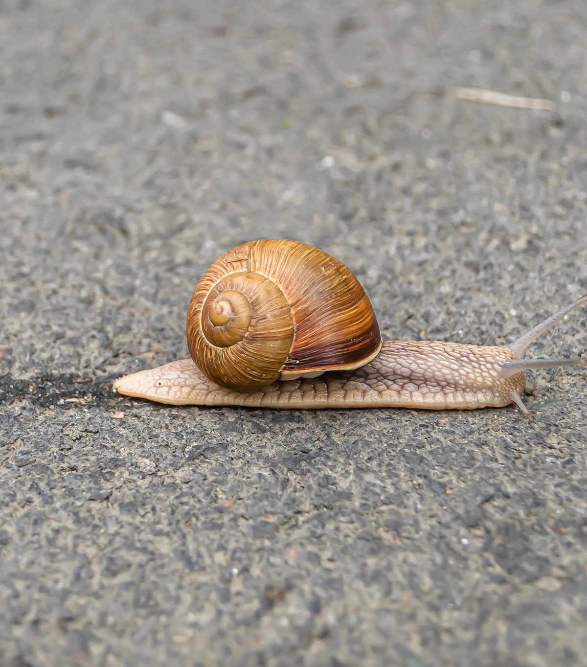 Remove Slime From Slugs