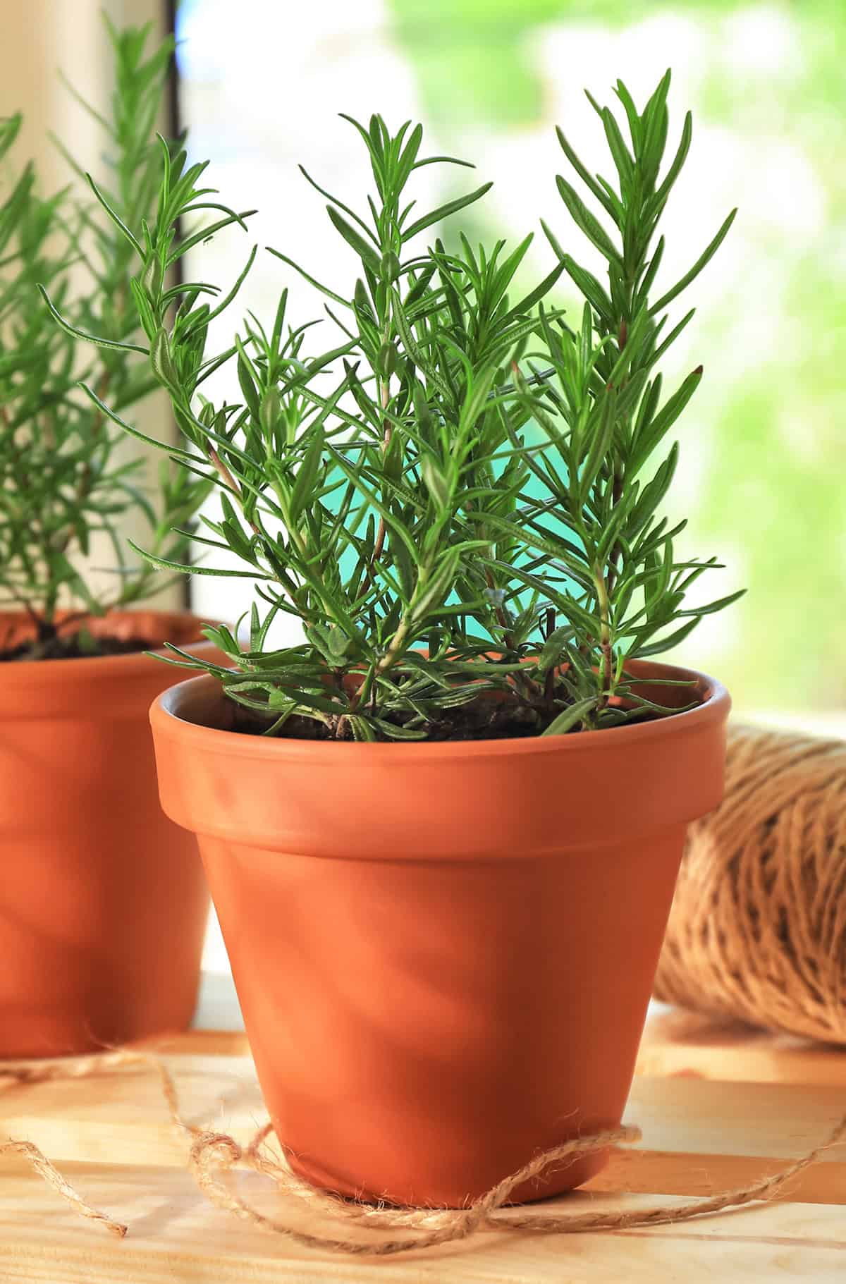 Rosemary