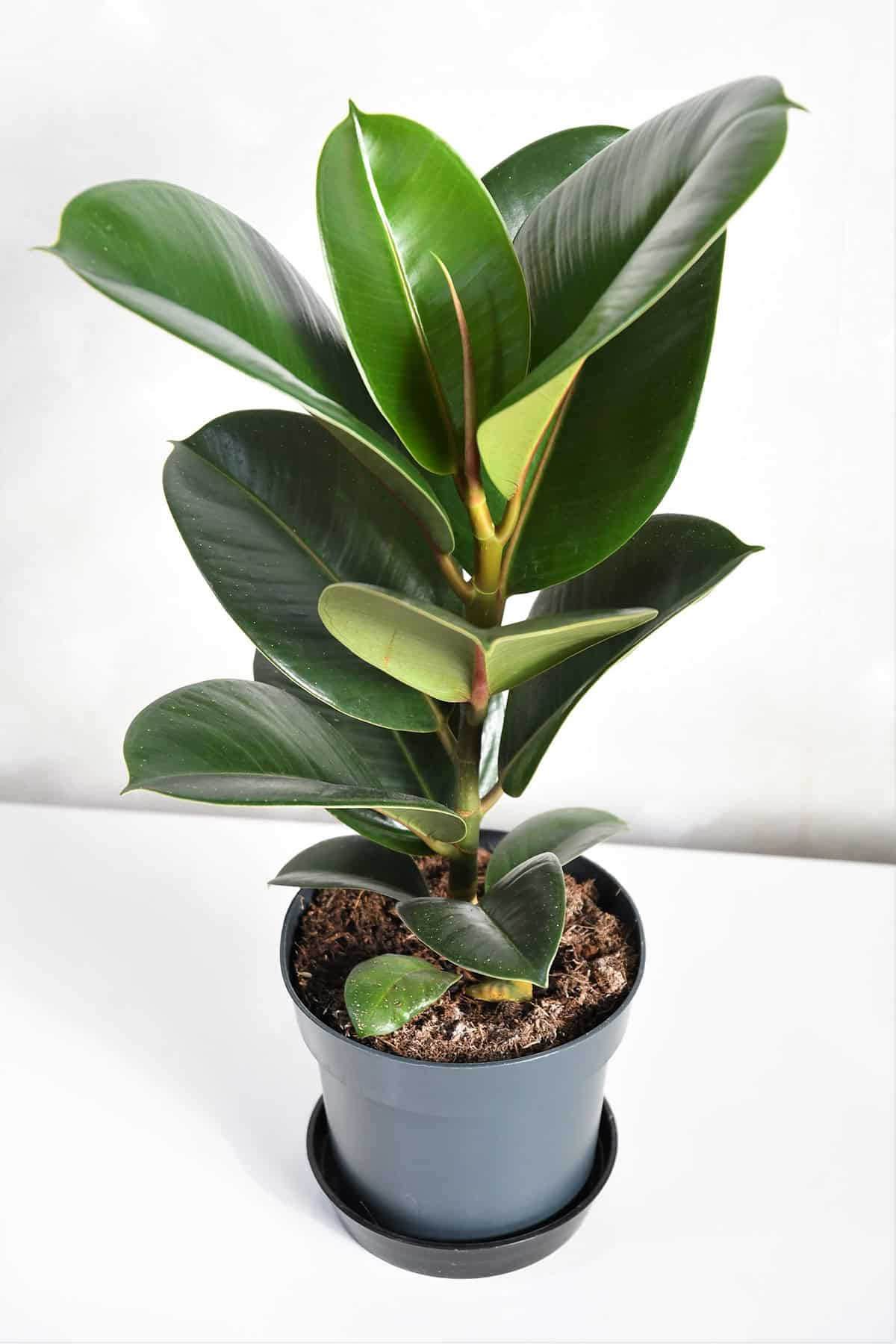 Rubber Plant (Ficus elastica)