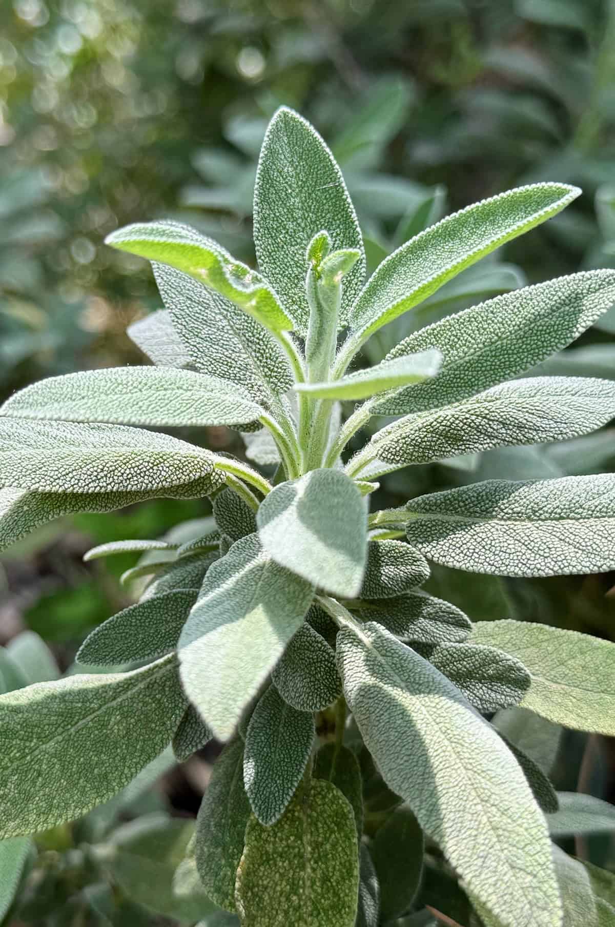 Sage