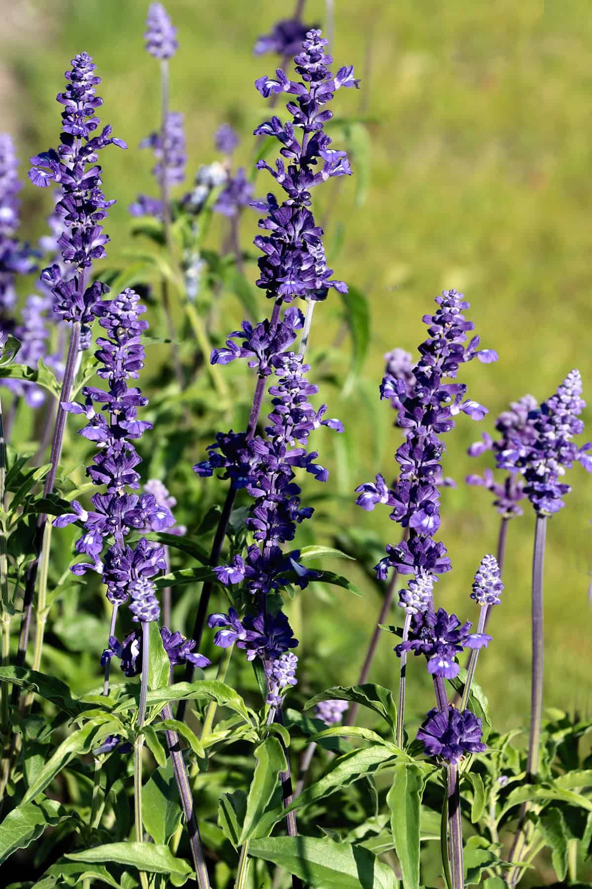Salvia