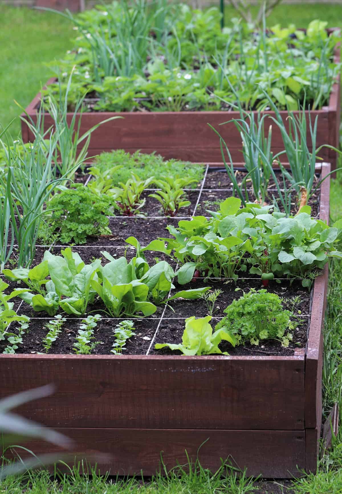 Sample Planting Plan