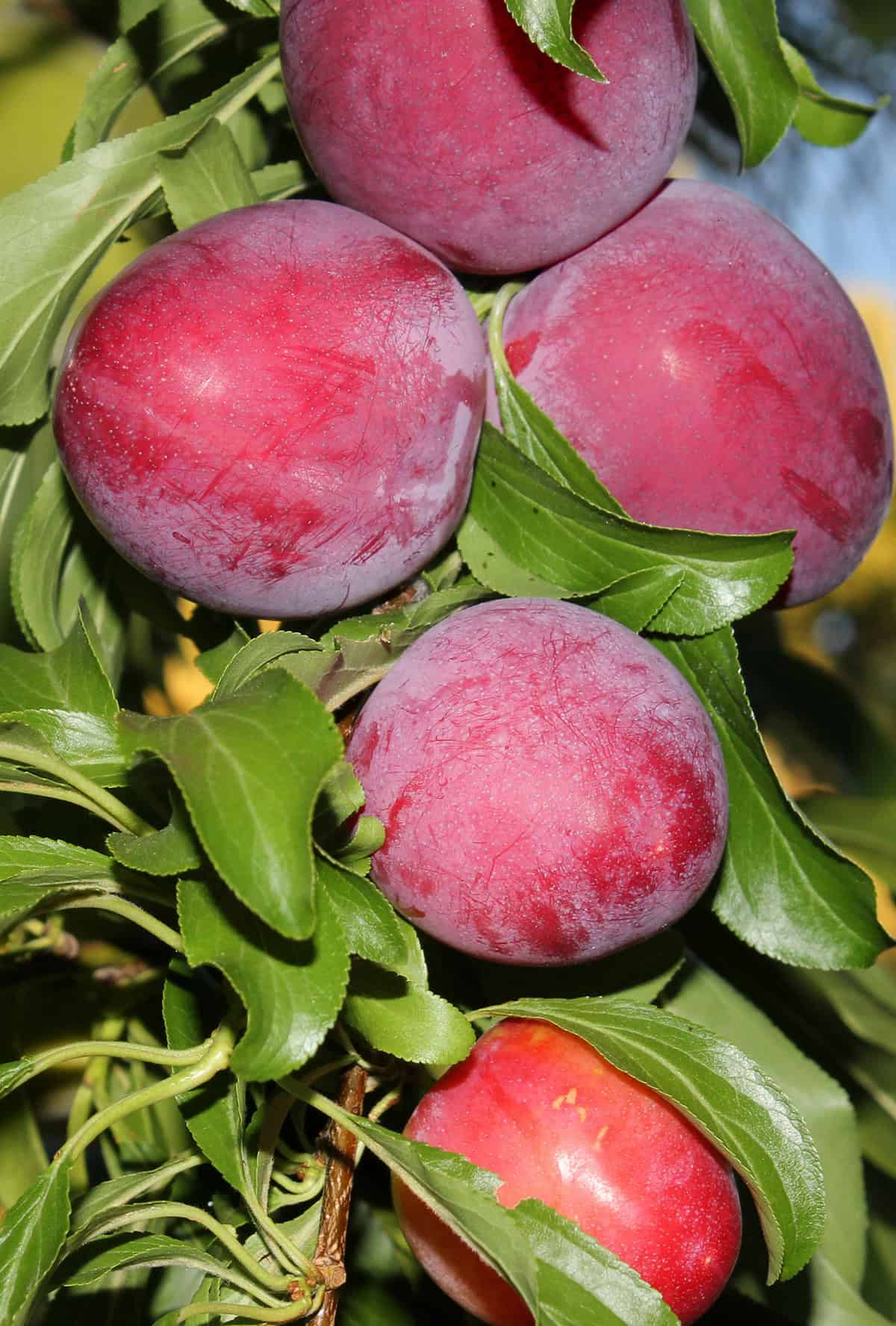 Santa Rosa