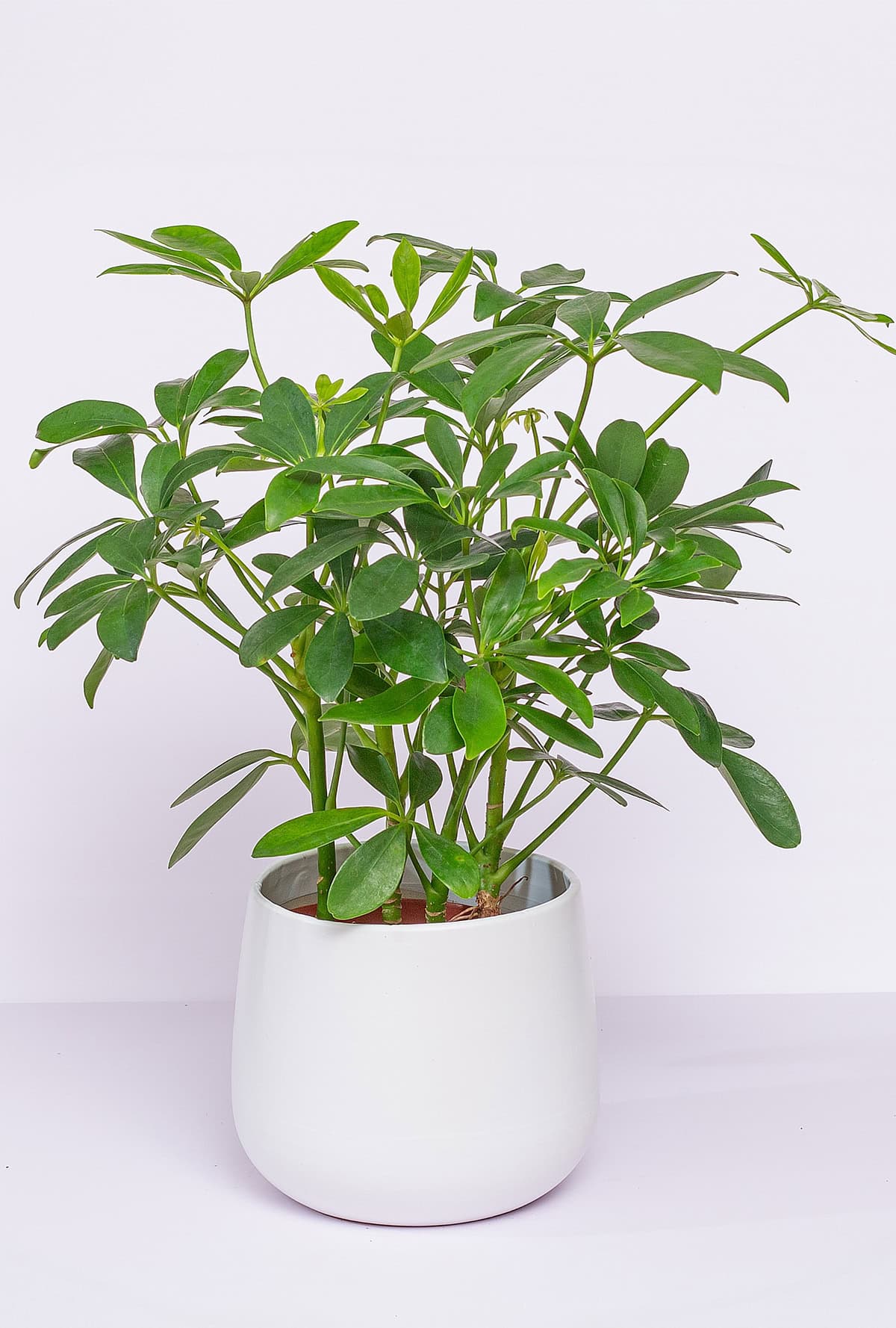Schefflera arboricola,