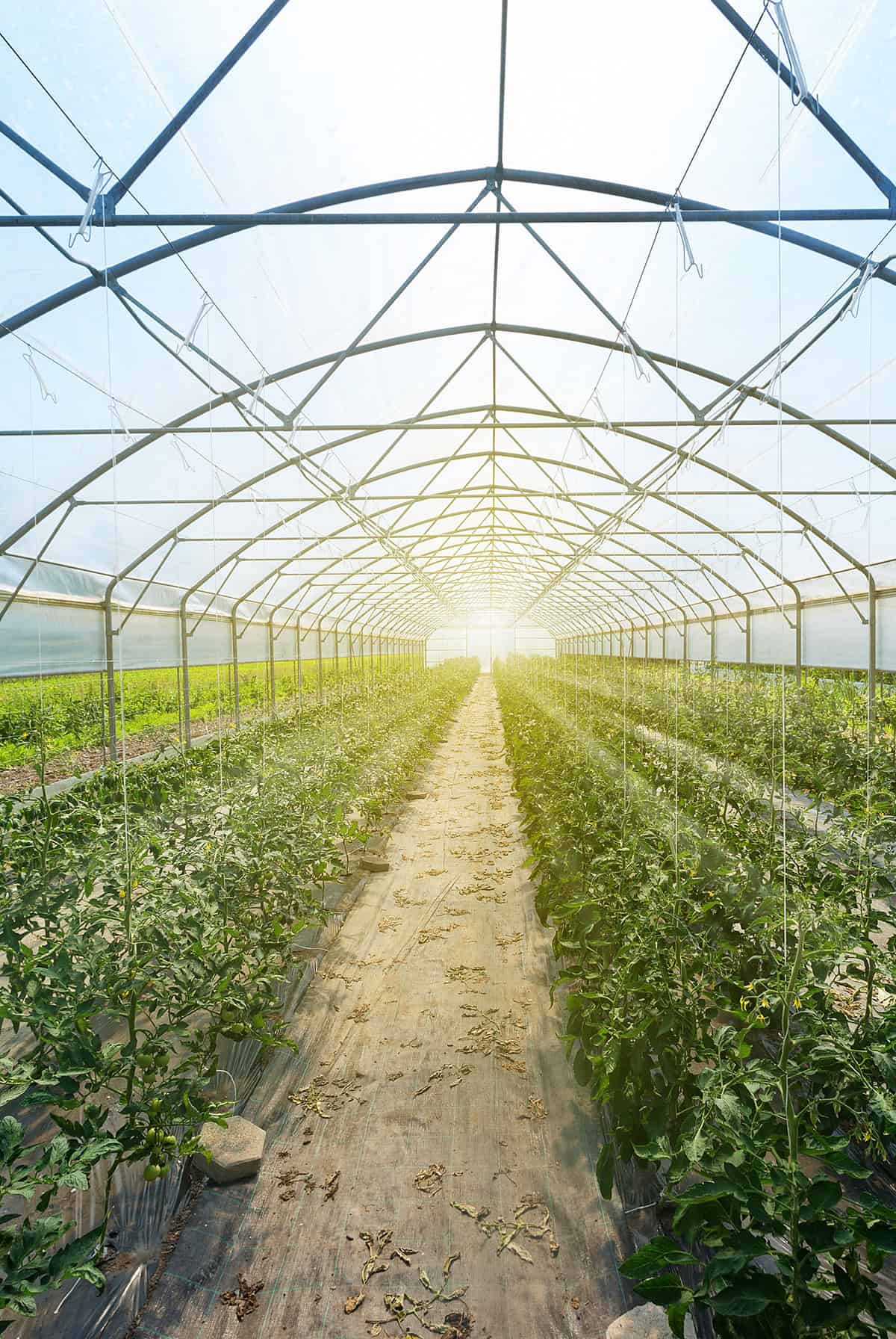 Seasonal Planting And Rotation Tips