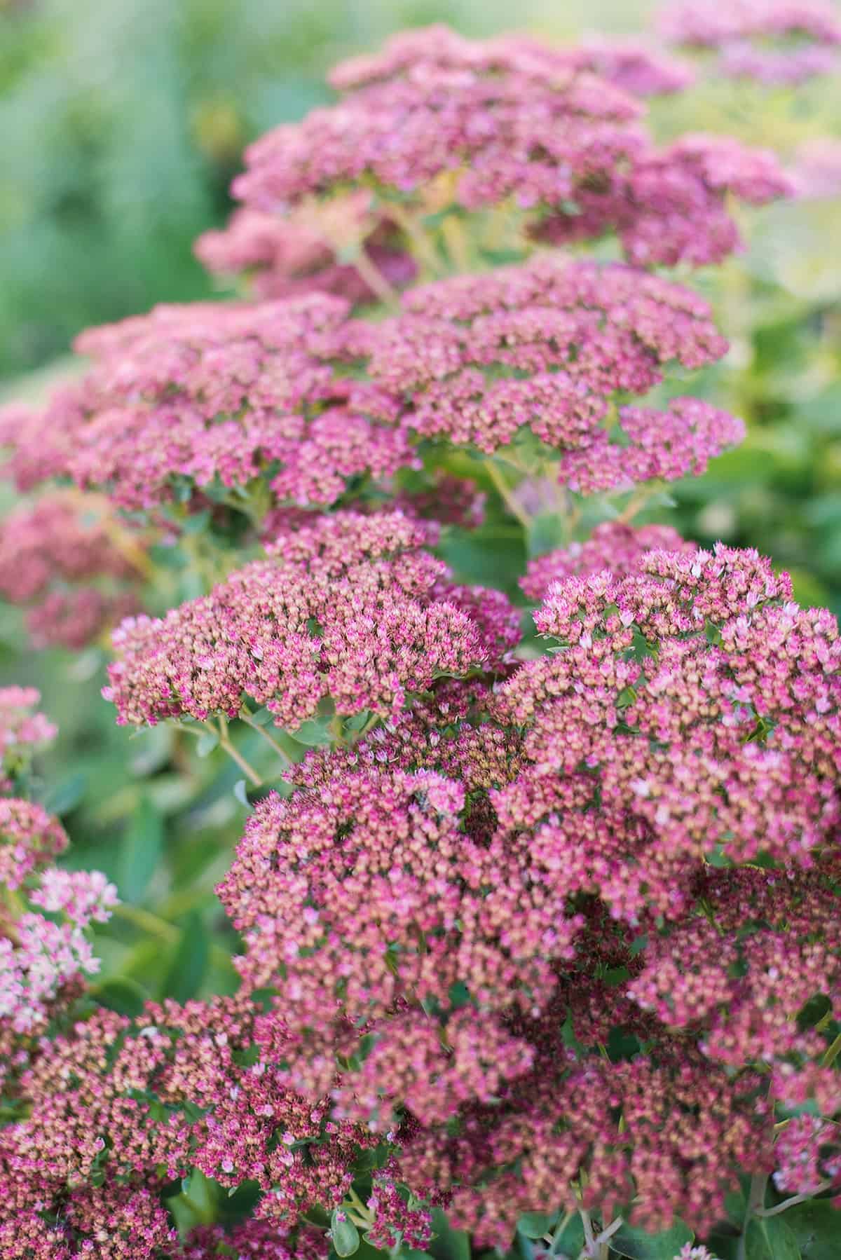 Sedum (Stonecrop)