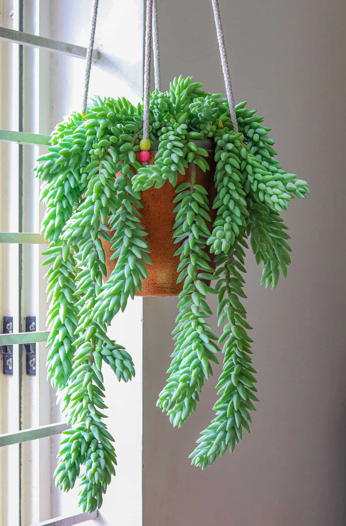 Sedum morganianum (Burro’s Tail)