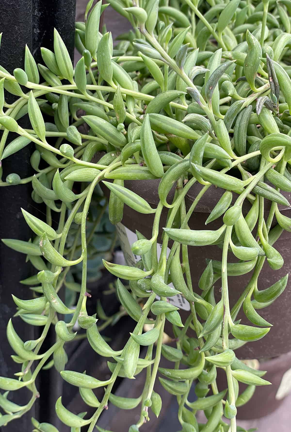 Senecio radicans (String of Bananas)