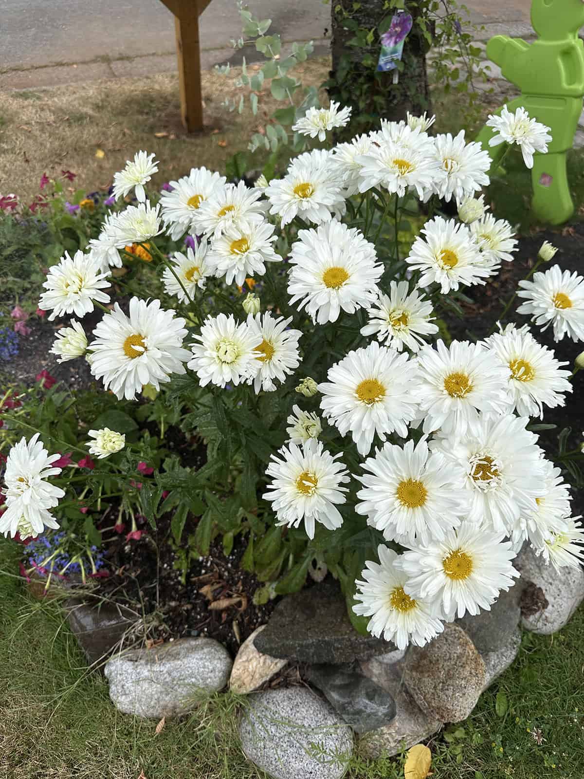 Shasta Daisy