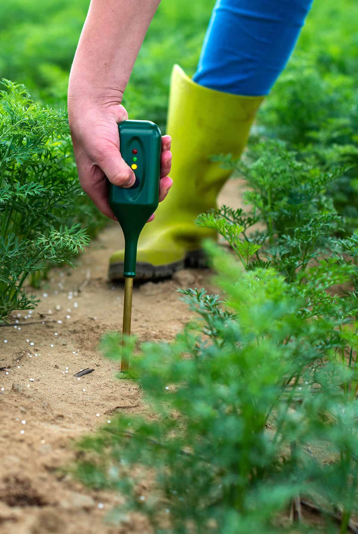 Signs Your Soil Is Too Acidic Or Alkaline