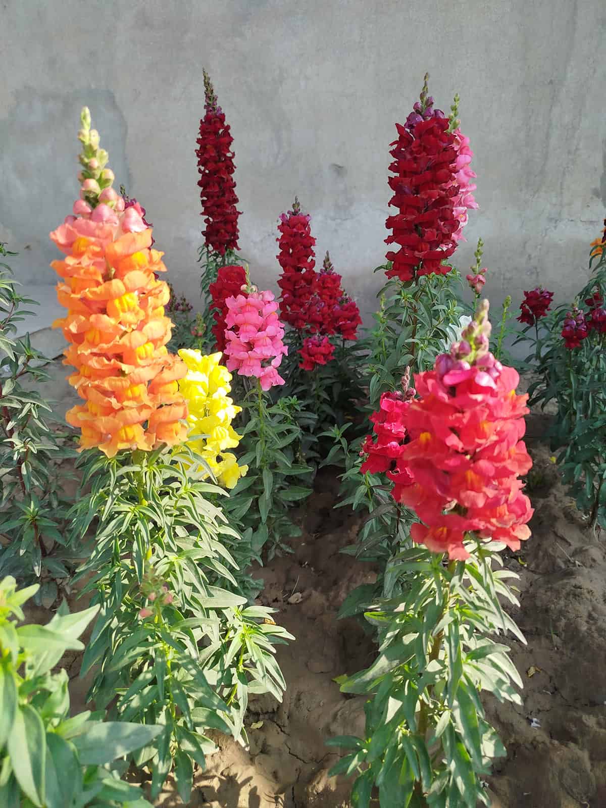 Snapdragons