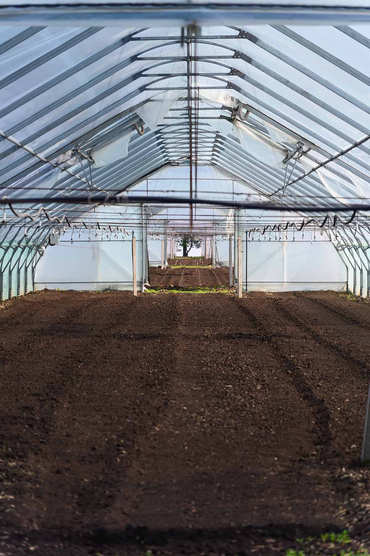 Soil And Watering Needs