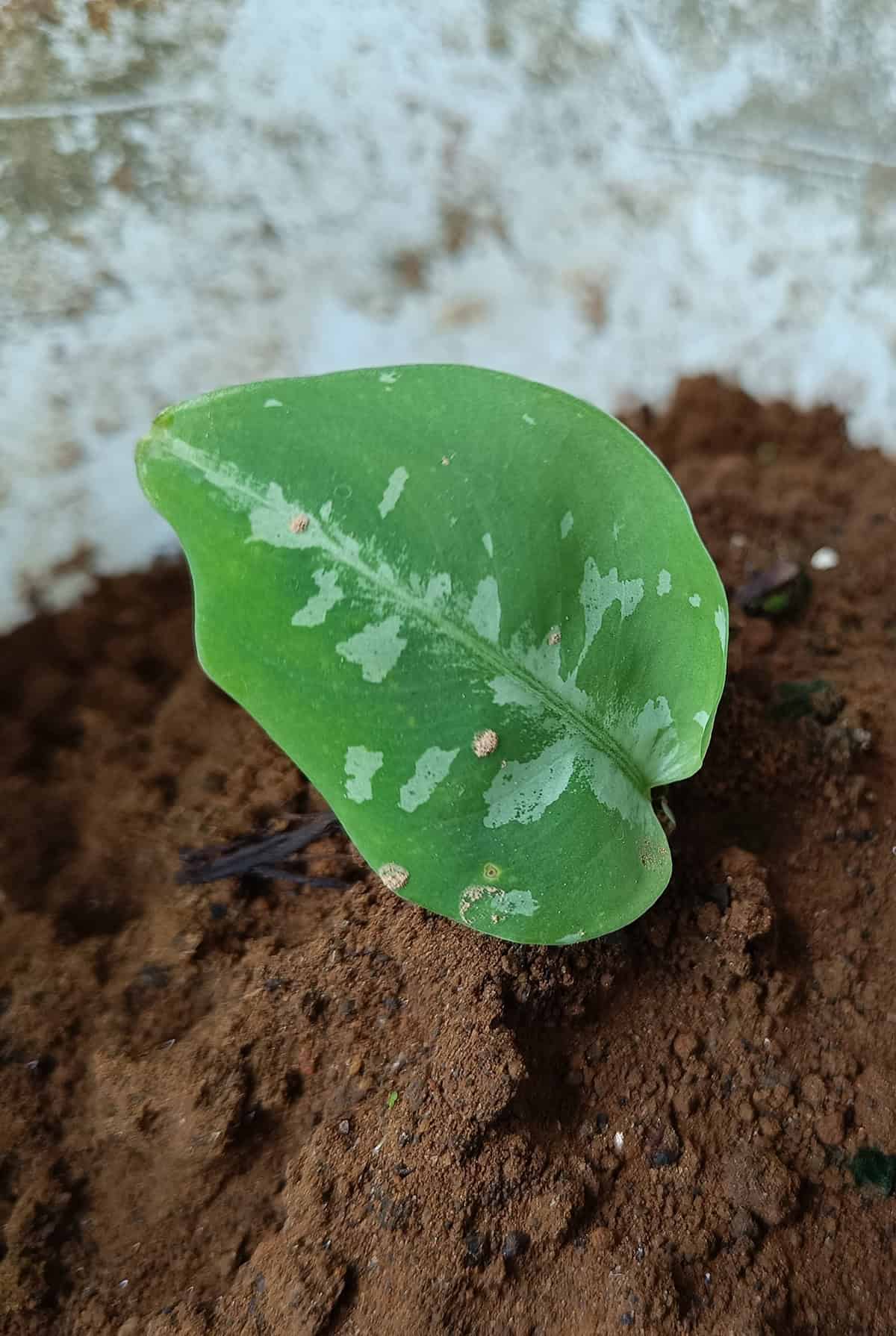 Soil Arrowhead Plant