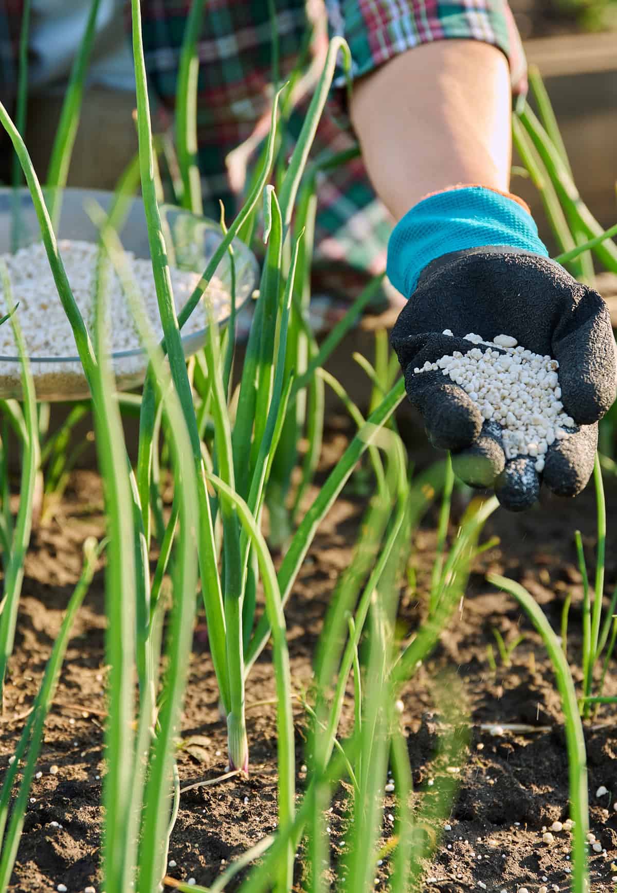 Soil and Fertilizer Needs