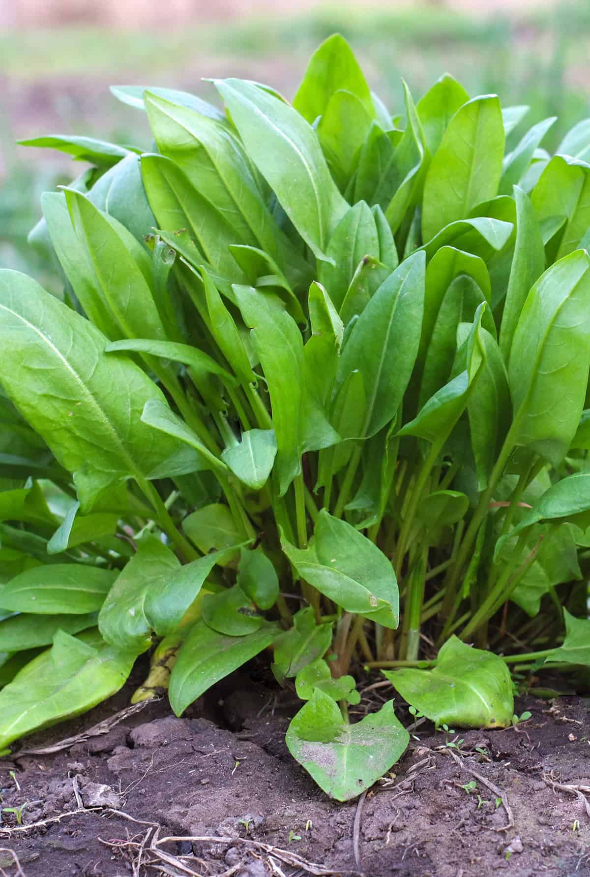 Sorrel