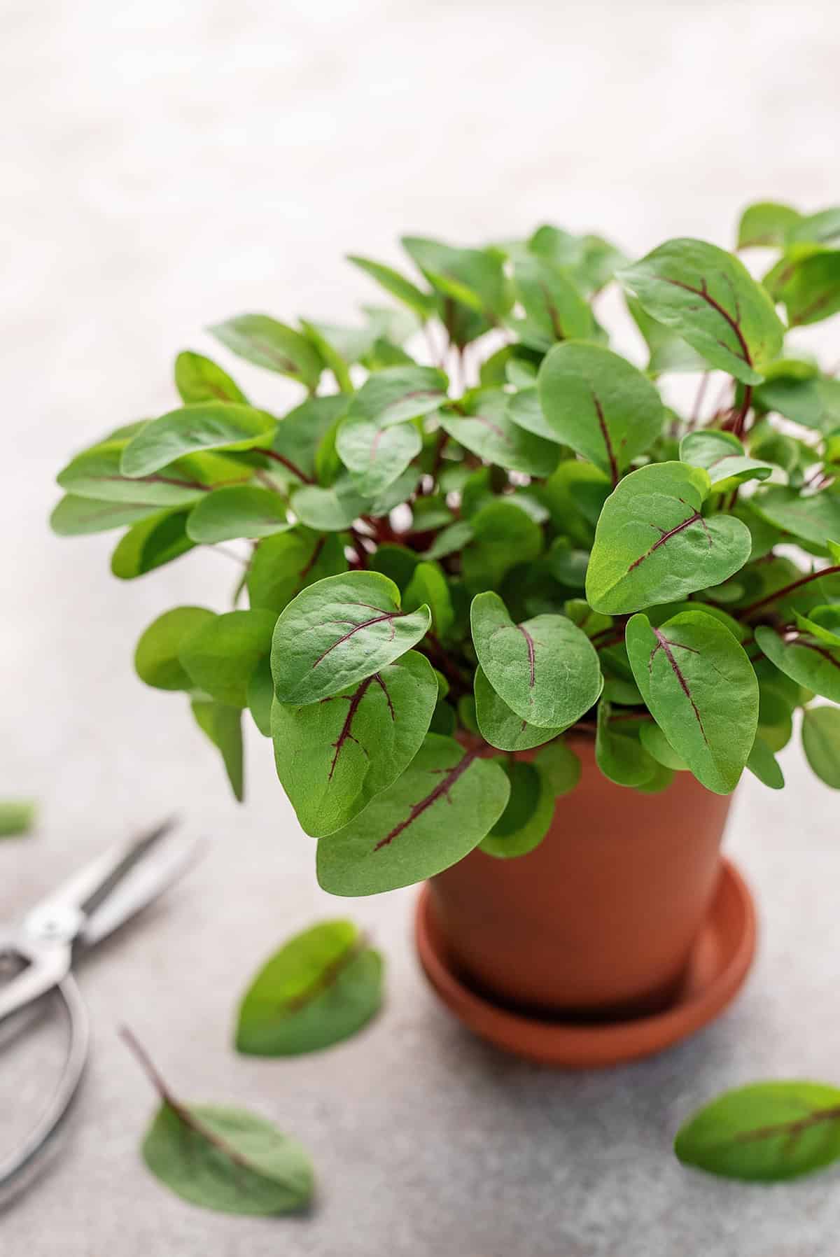 Sorrel