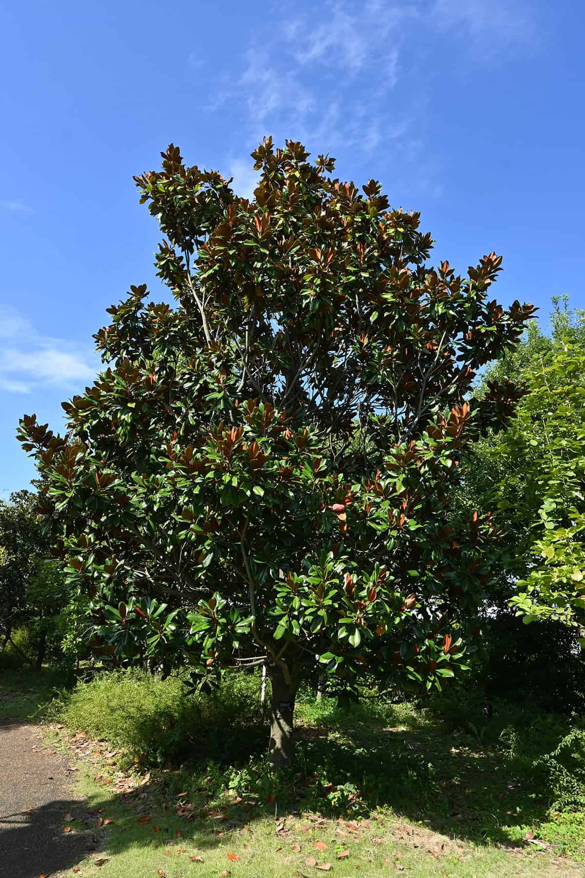 Southern Magnolia (Magnolia grandiflora)