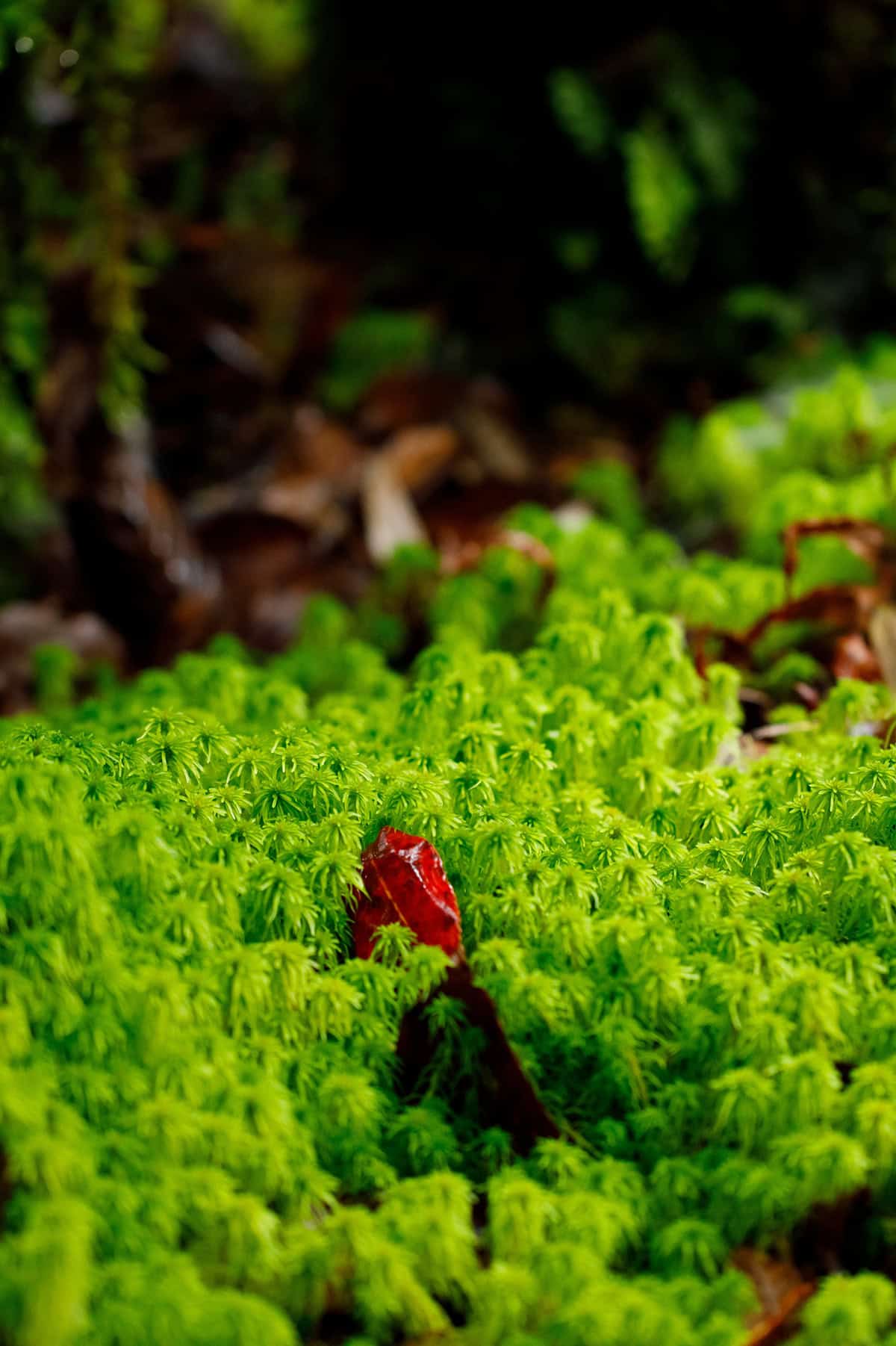 Sphagnum Moss (Sphagnum spp.)