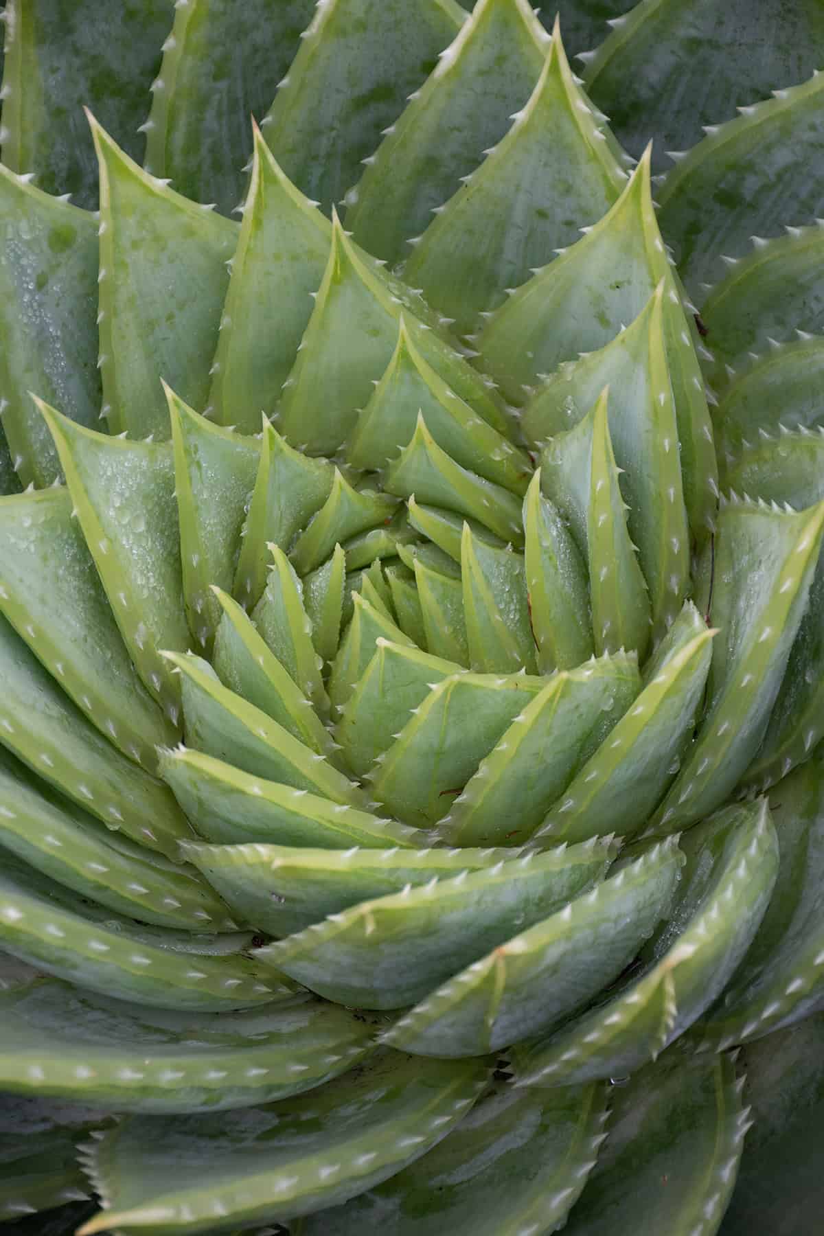 Spiral Aloe (Aloe polyphylla)