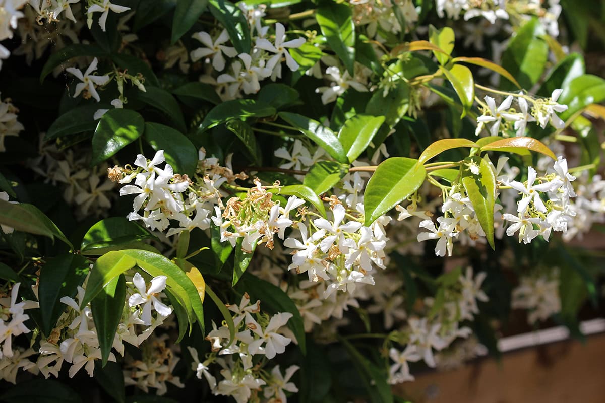 Star Jasmine (Trachelospermum jasminoides)