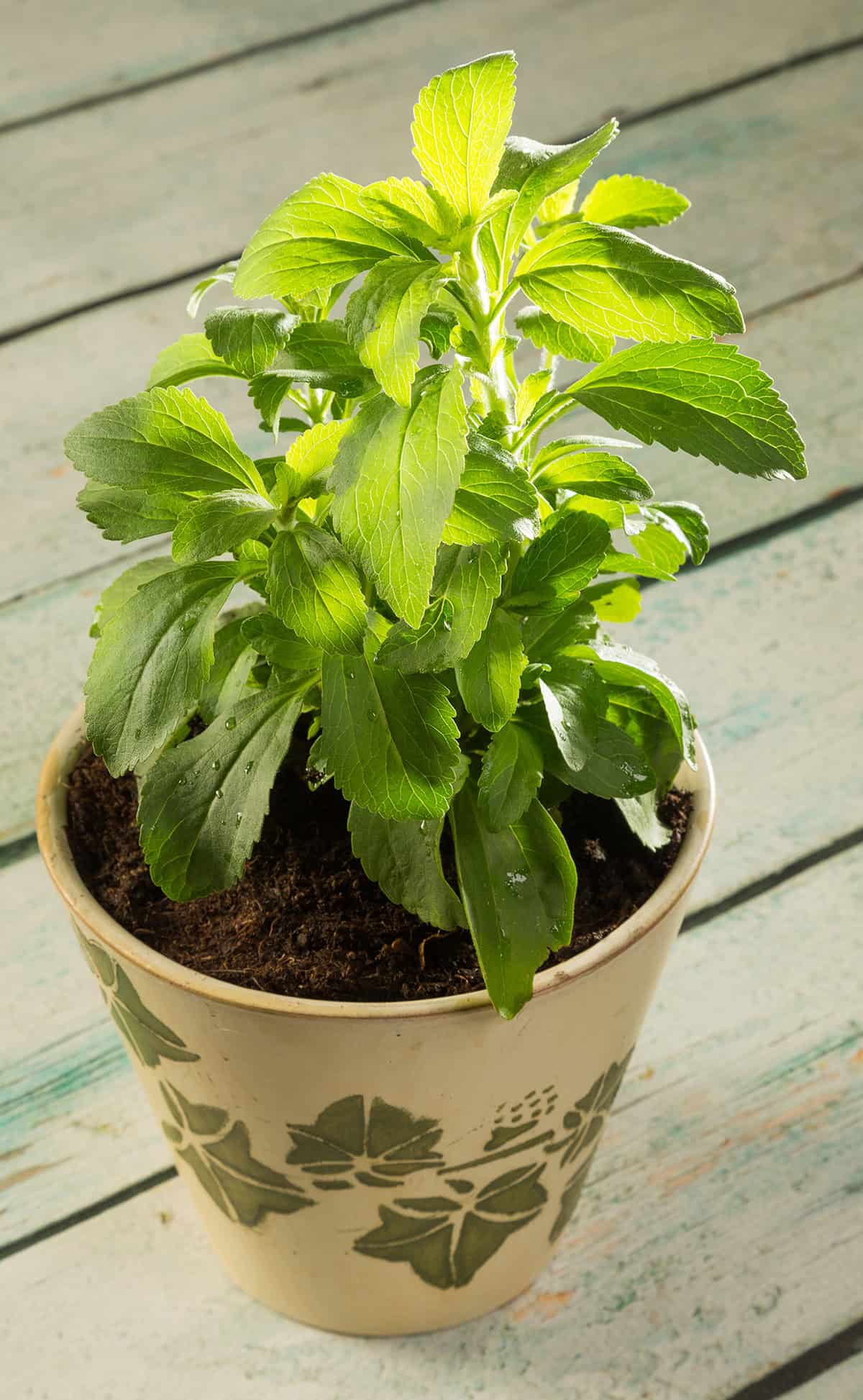 Stevia