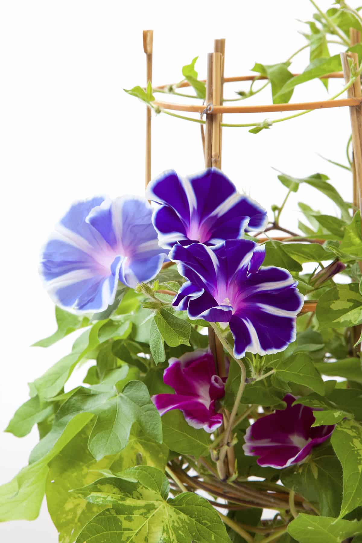 Supporting Morning Glory Vines