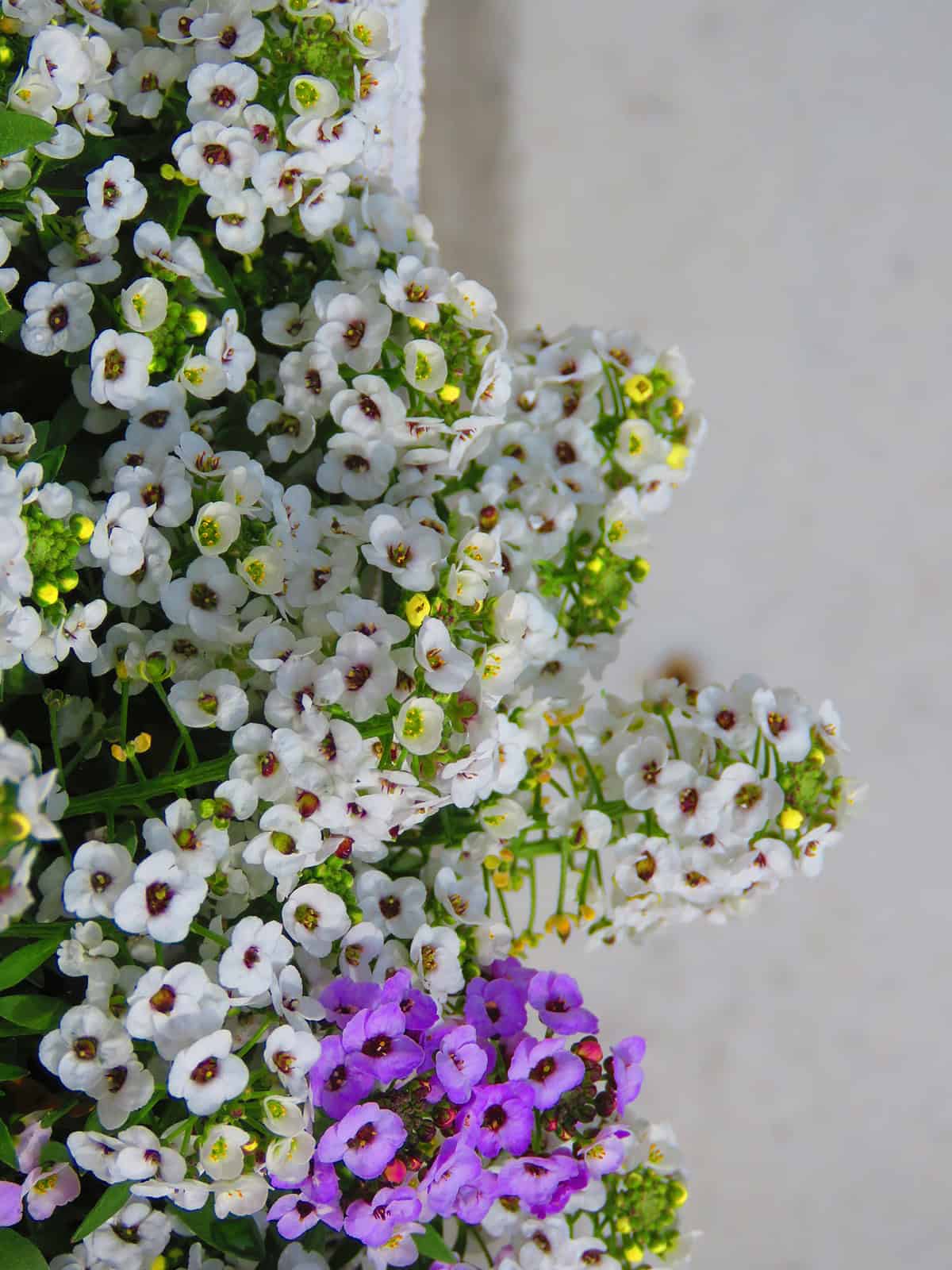 Sweet Alyssum