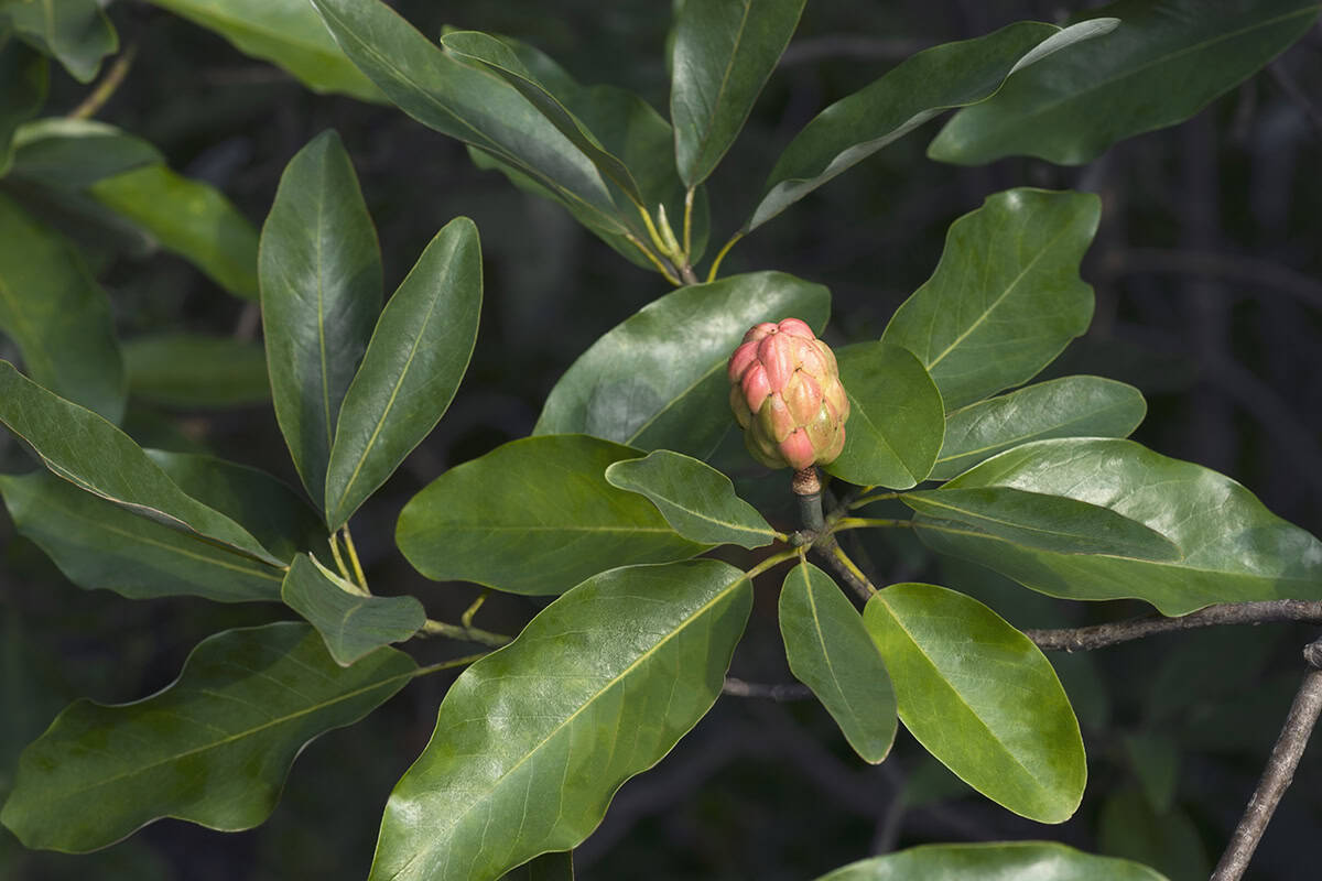 Sweet Bay Magnolia (Magnolia virginiana)