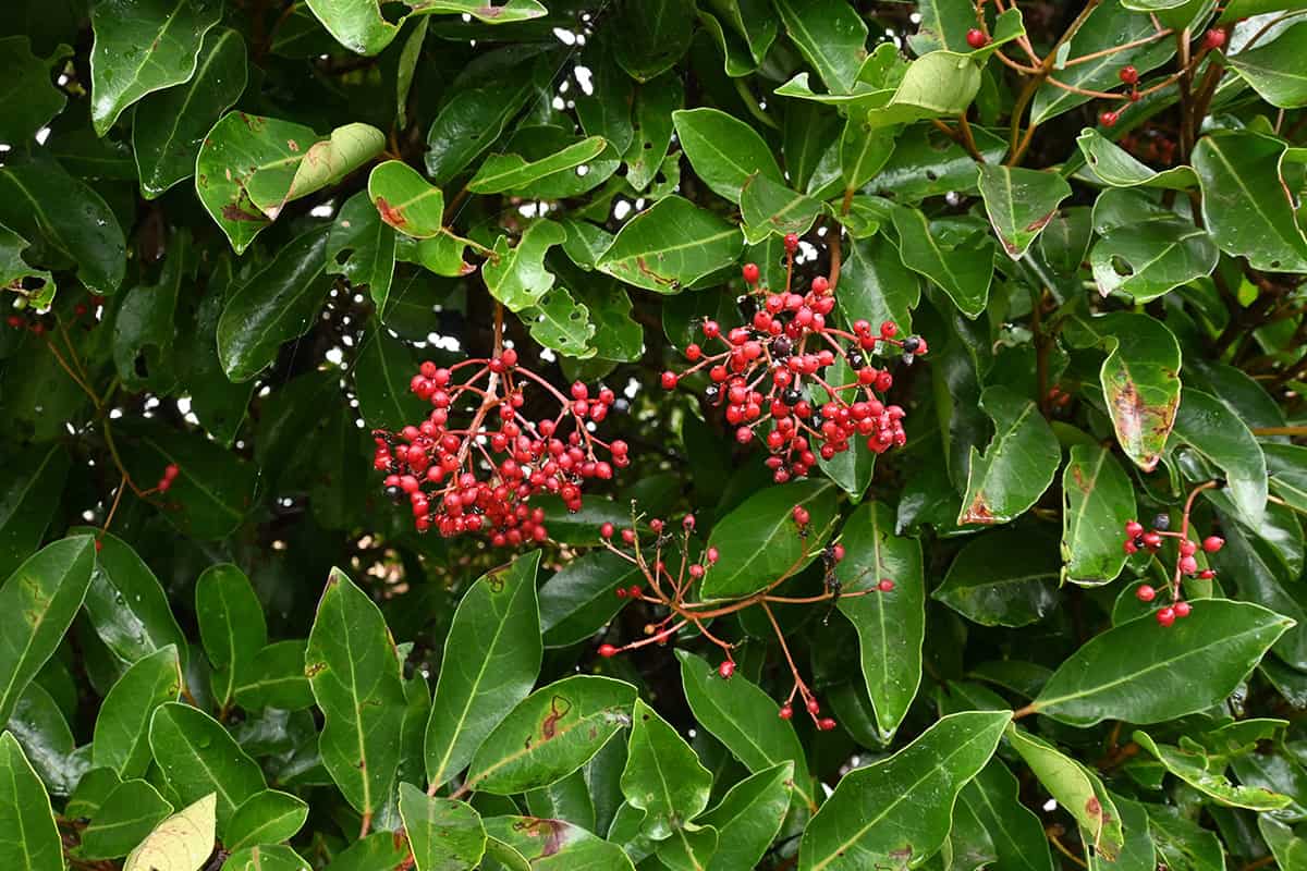 Sweet Viburnum (Viburnum odoratissimum)