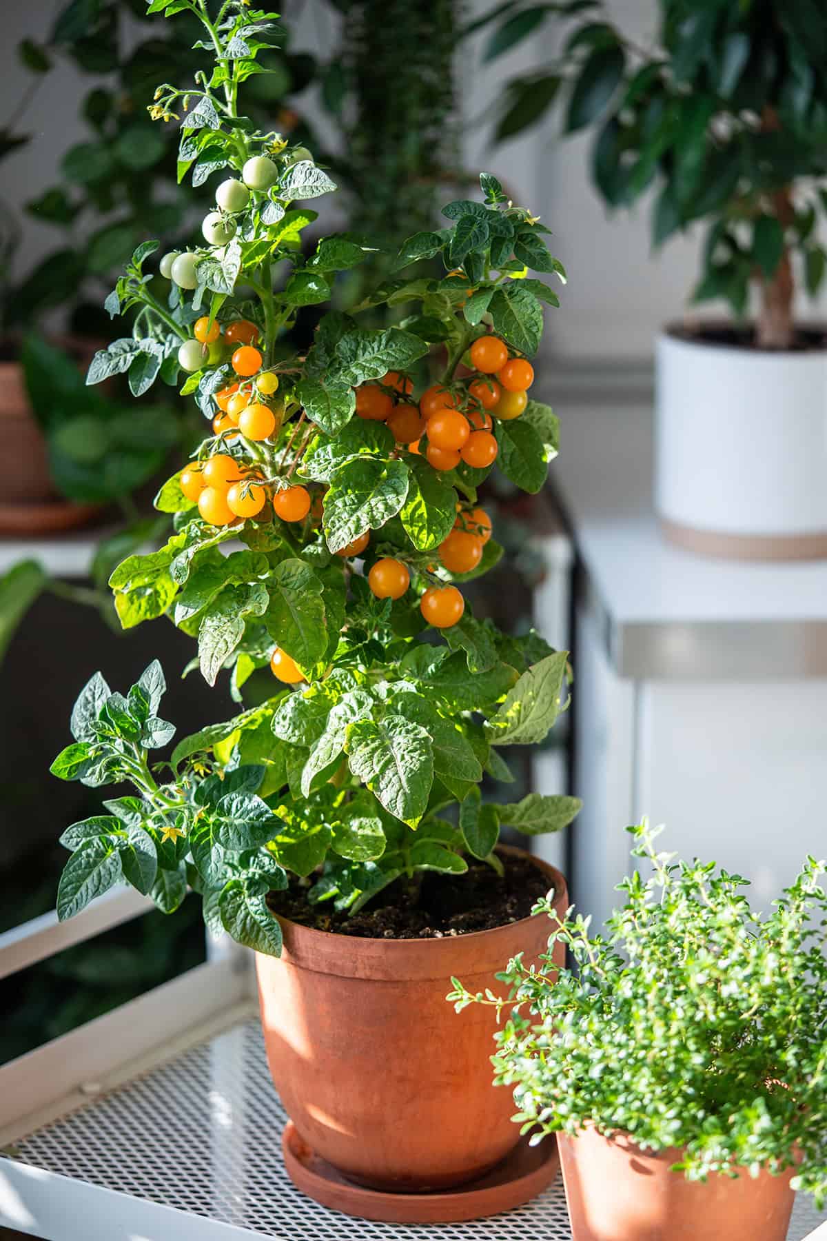 Sweeten Tomato Flavor