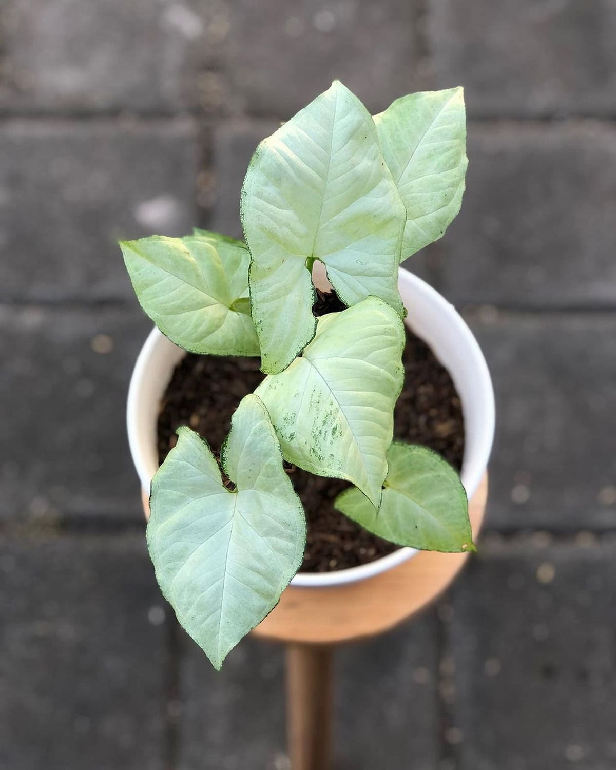 Syngonium podophyllum ‘White Butterfly’