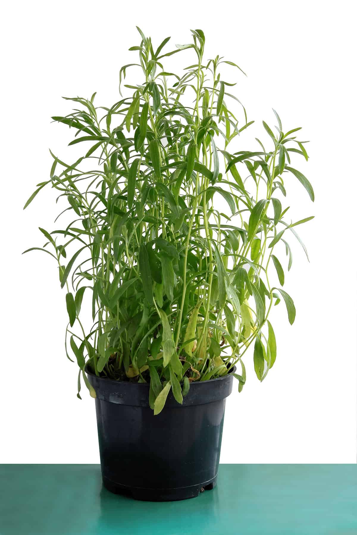 Tarragon