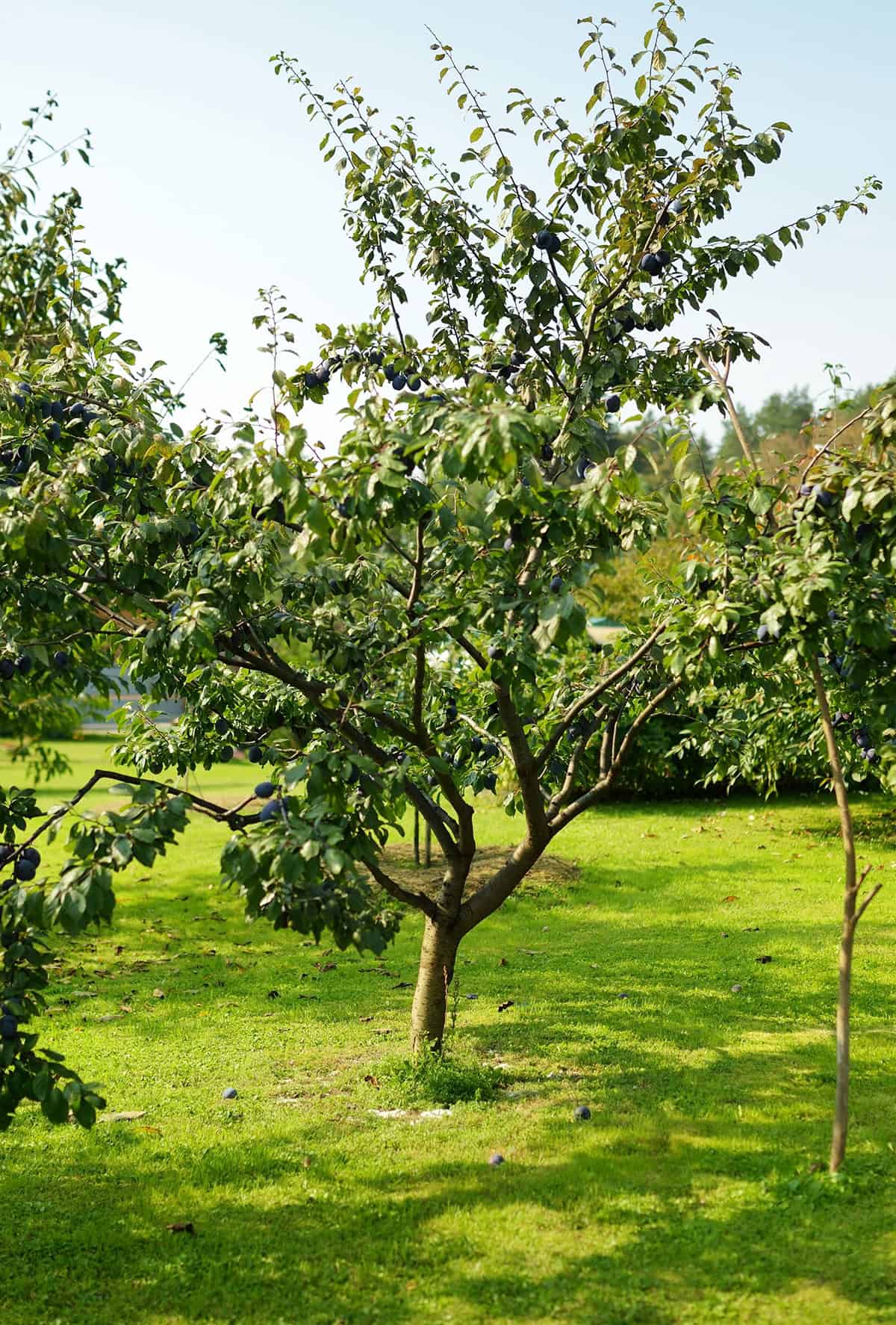 Temperature And Humidity Plum Trees