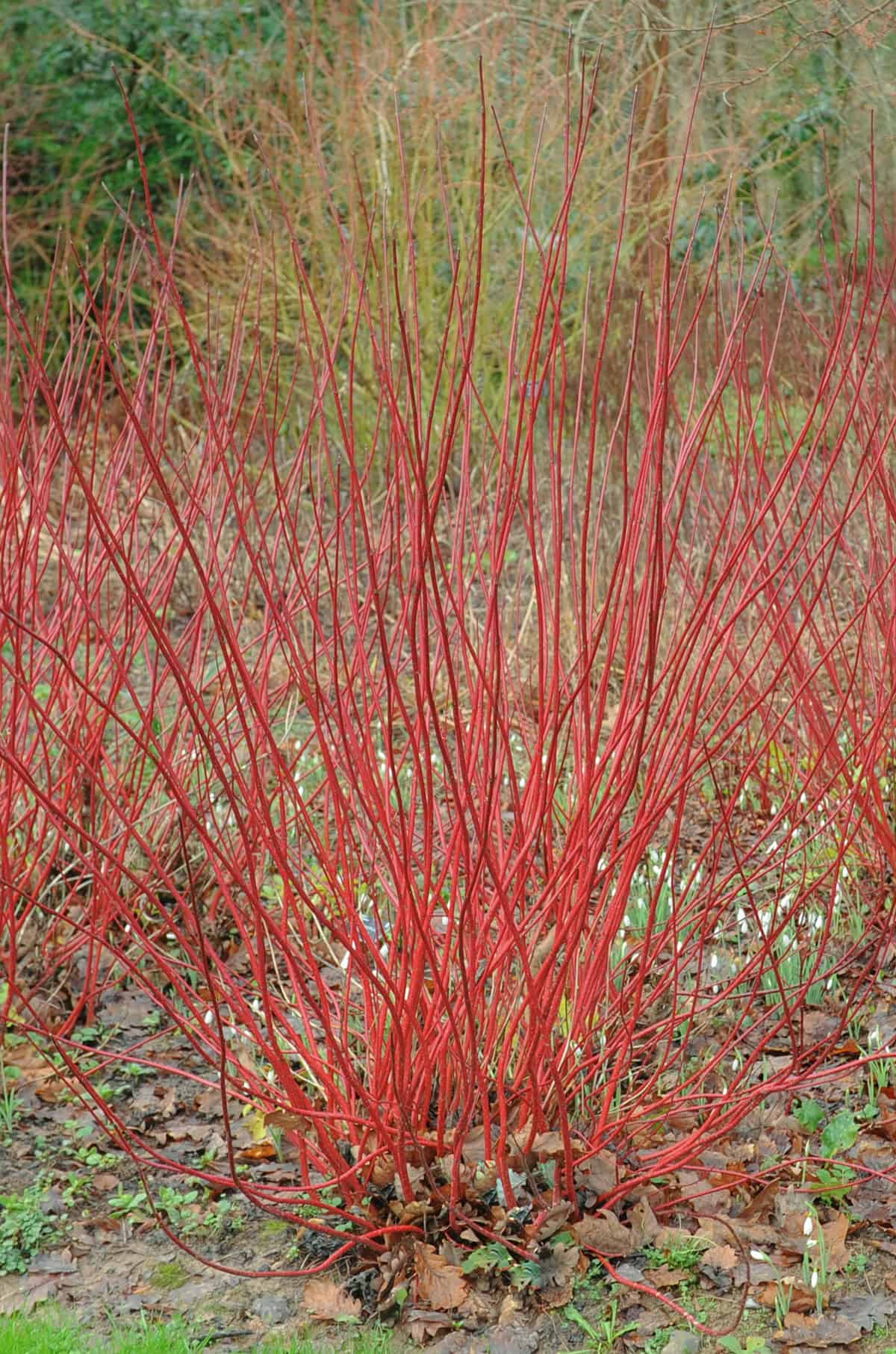 Temperature And Humidity Red Twig Dogwood
