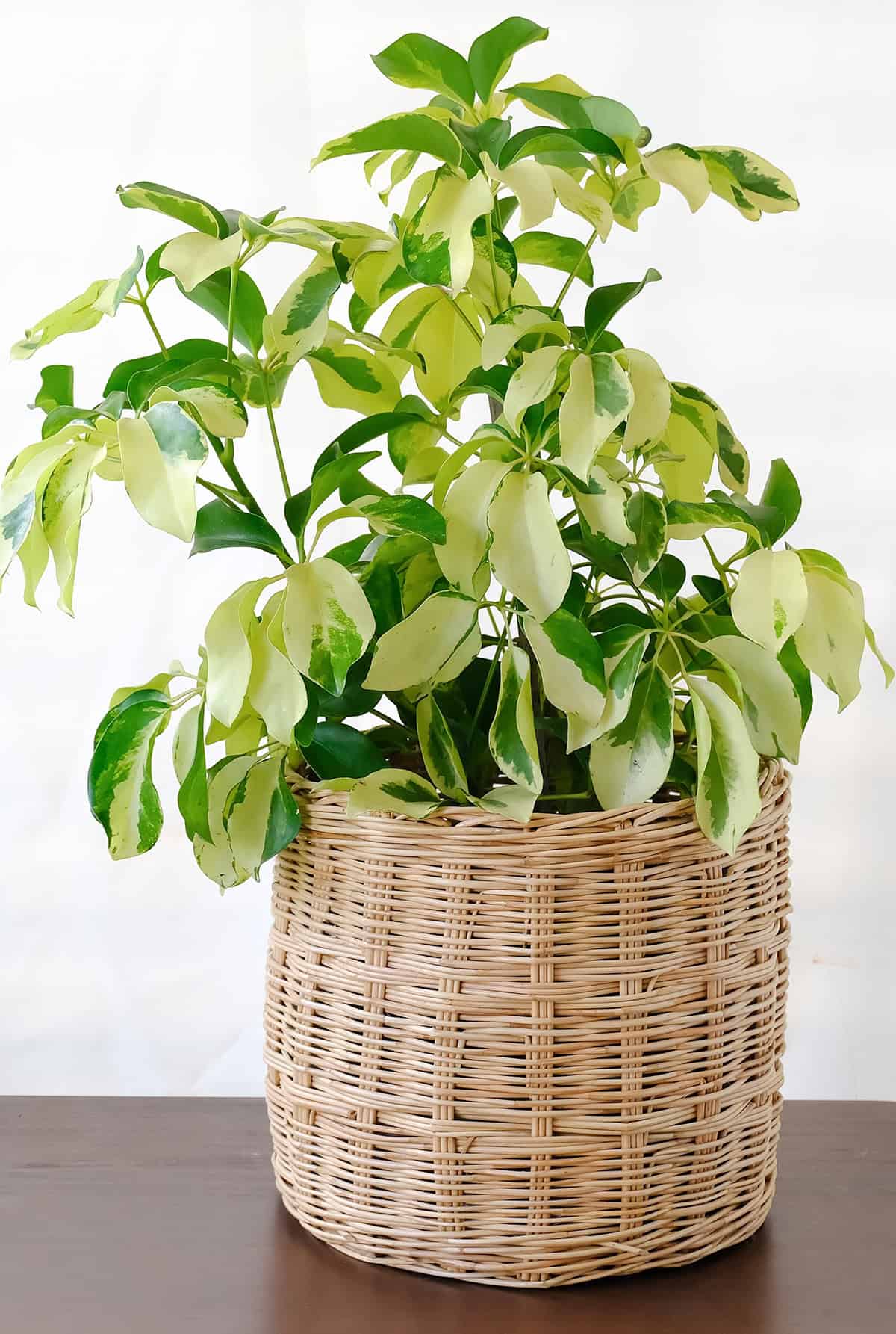 Temperature And Humidity Schefflera
