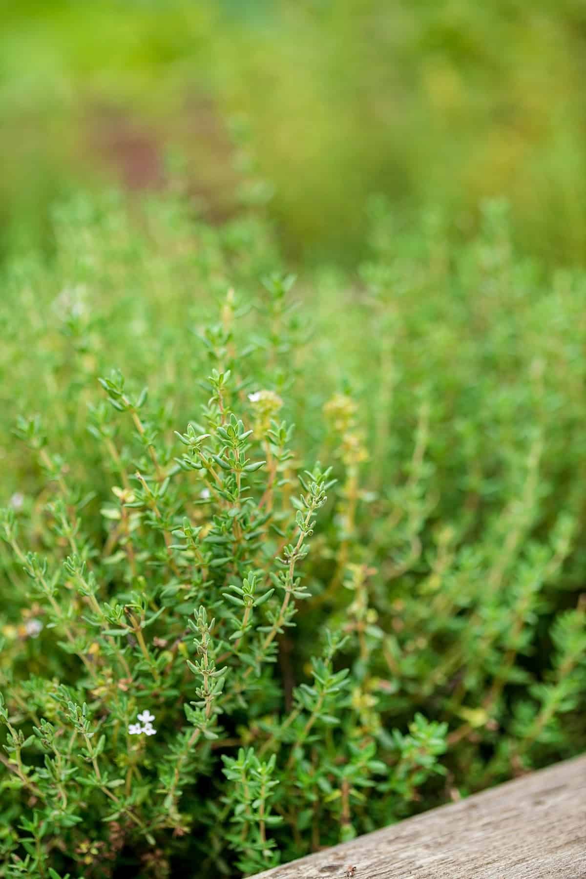 Thyme
