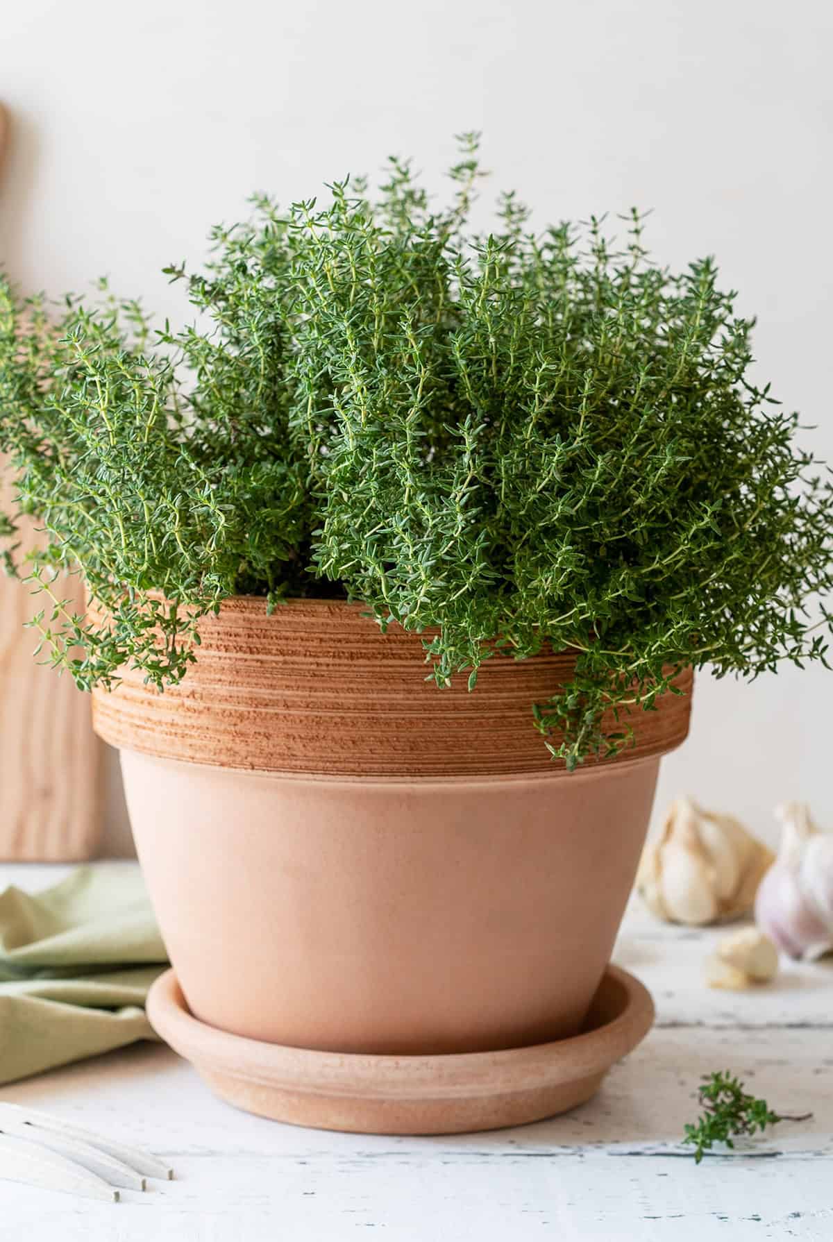 Thyme