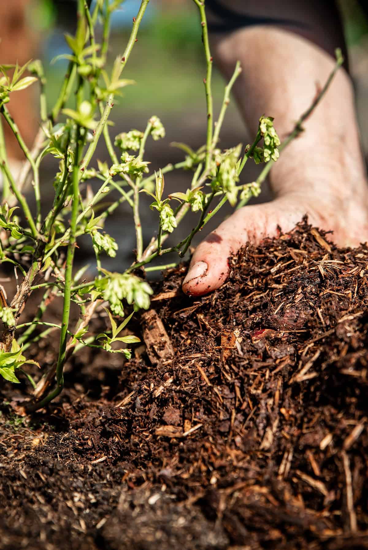 Tips For Maintaining Balanced Soil PH