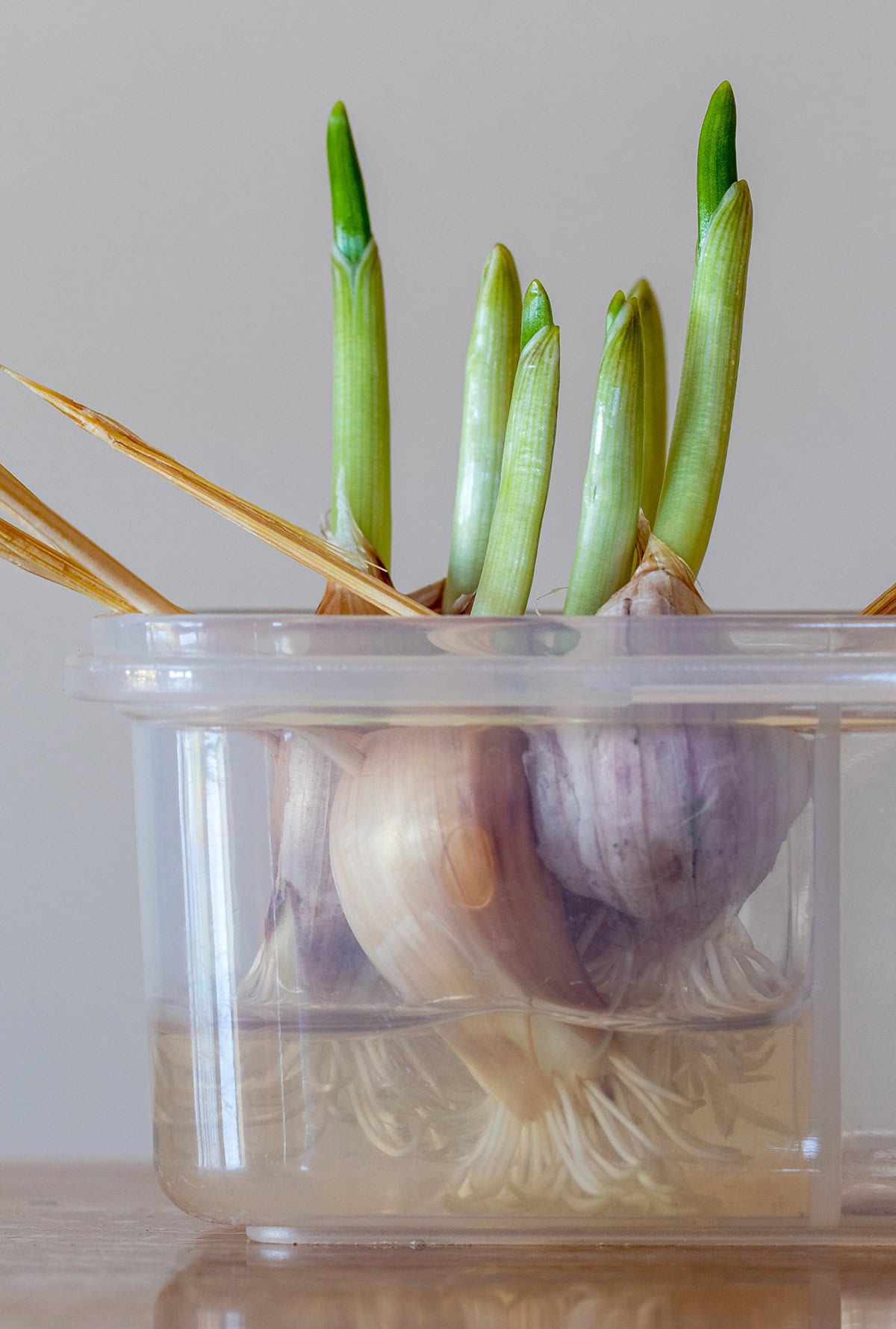 Tips for Successful Garlic Propagation