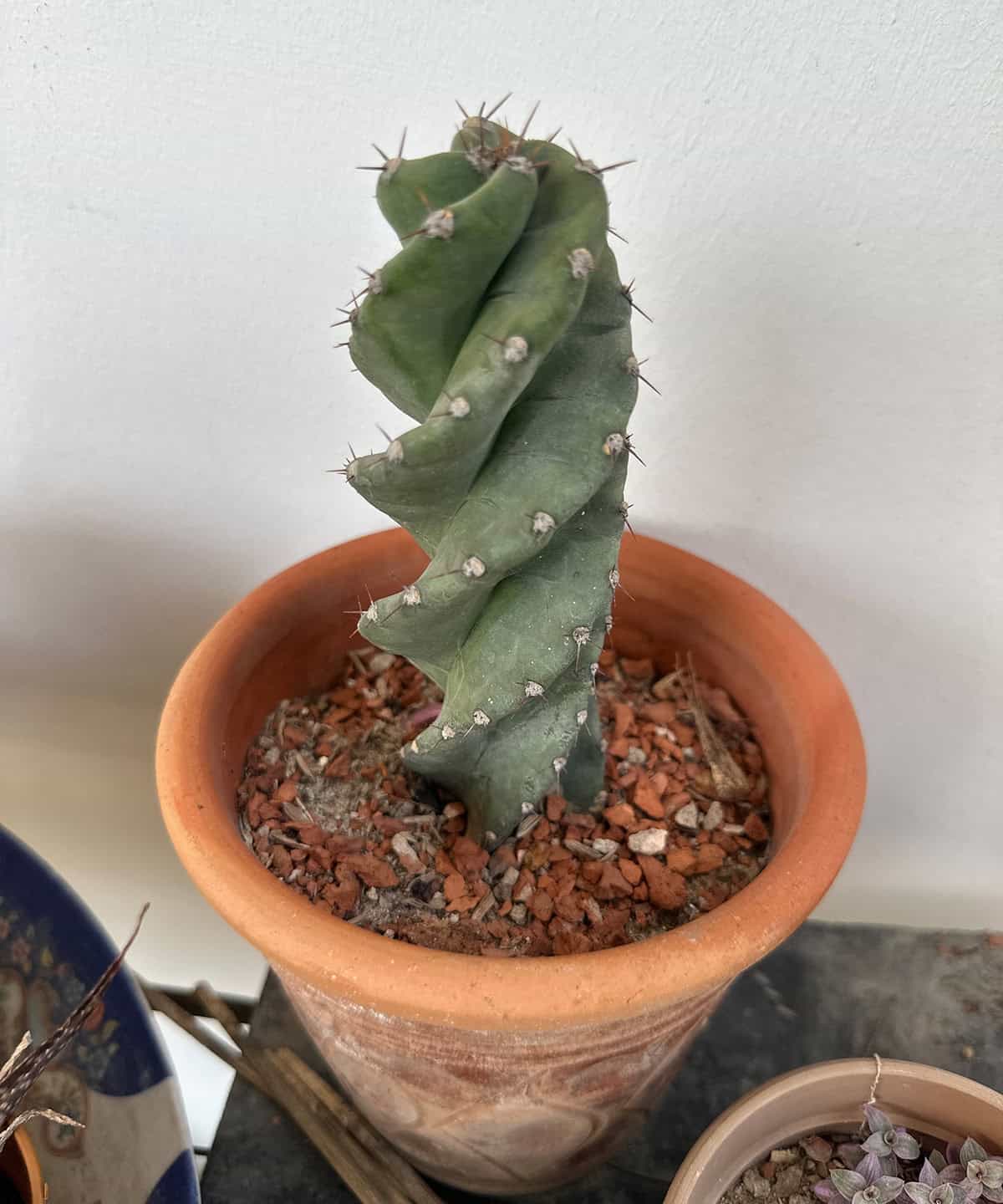 Twisted Cactus (Cereus forbesii ‘Spiralis’)